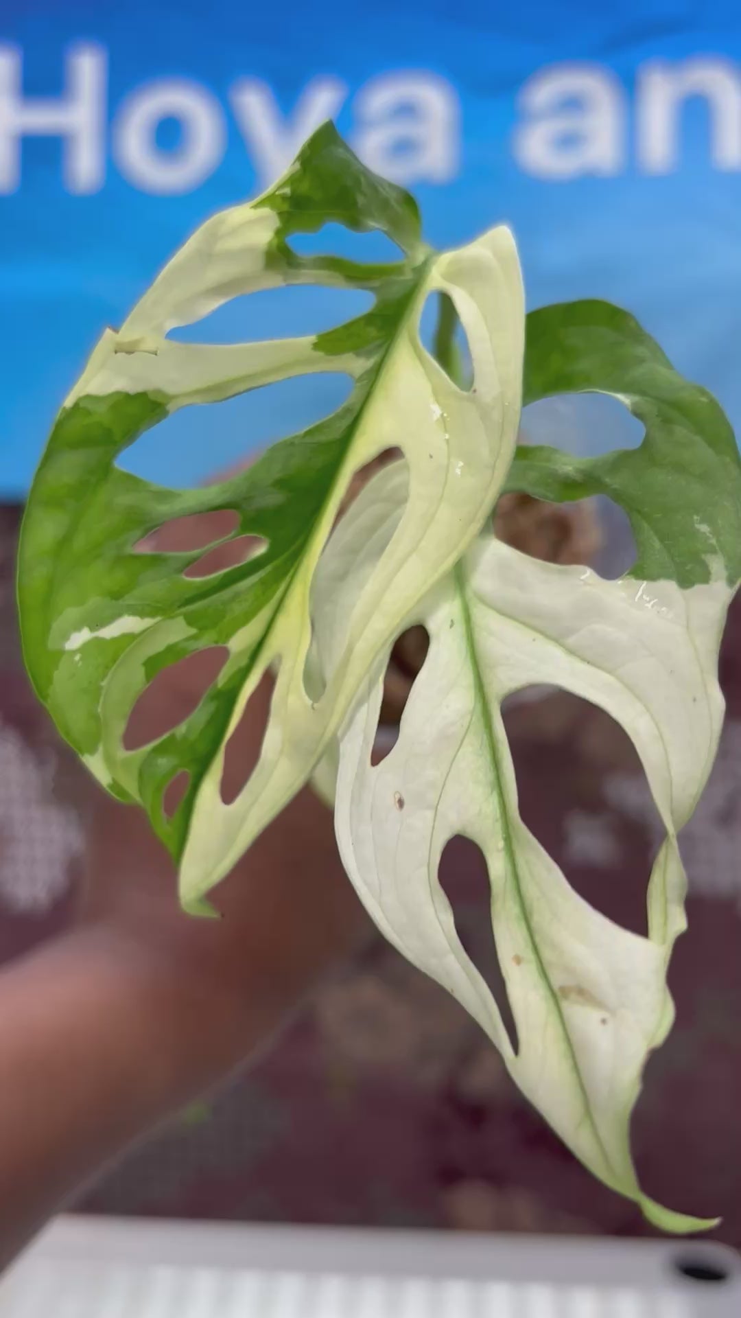 A423 Monstera Adansoni Albo Variegated
