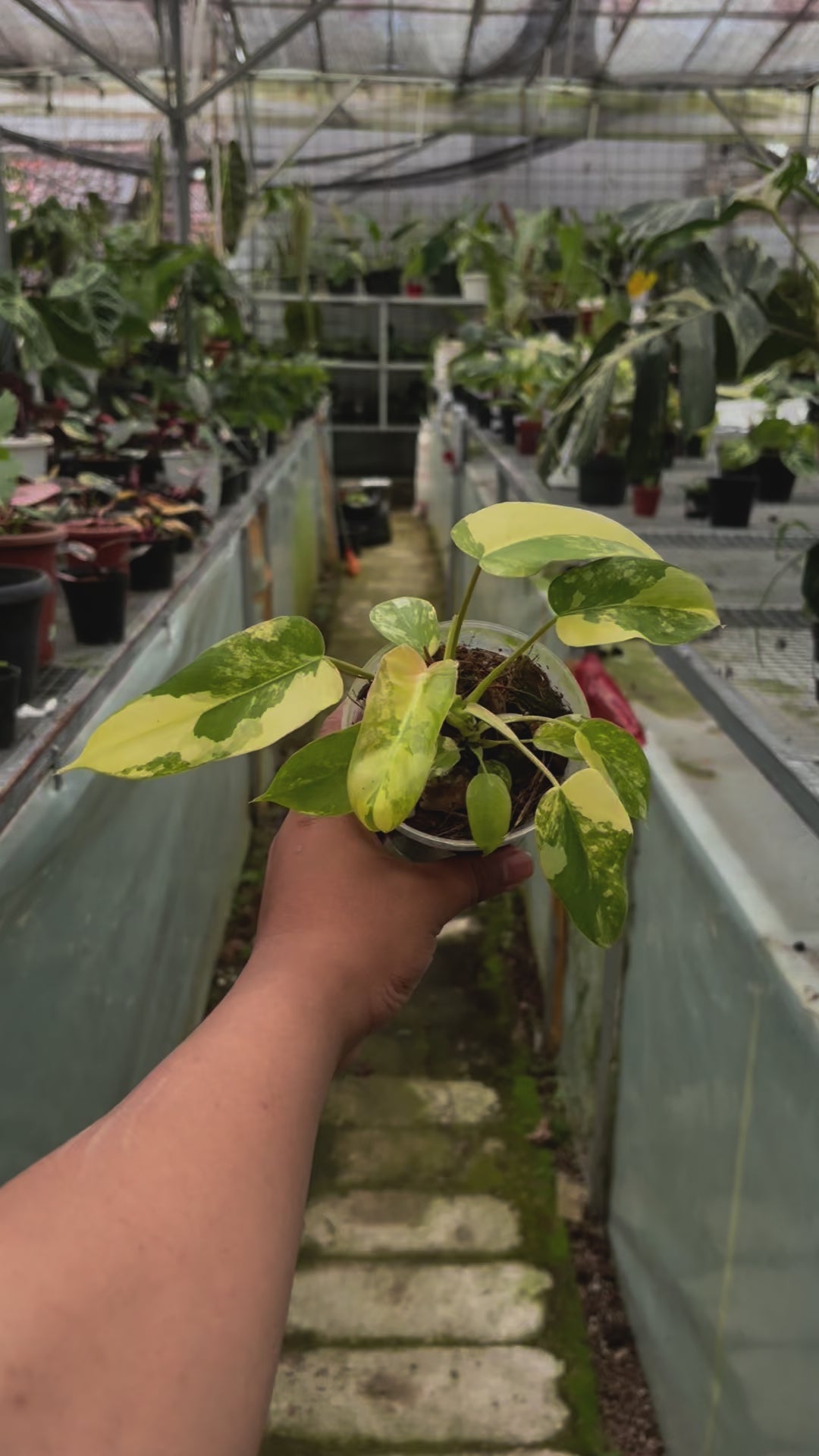 Philodendron Florida Beauty x Mayoi