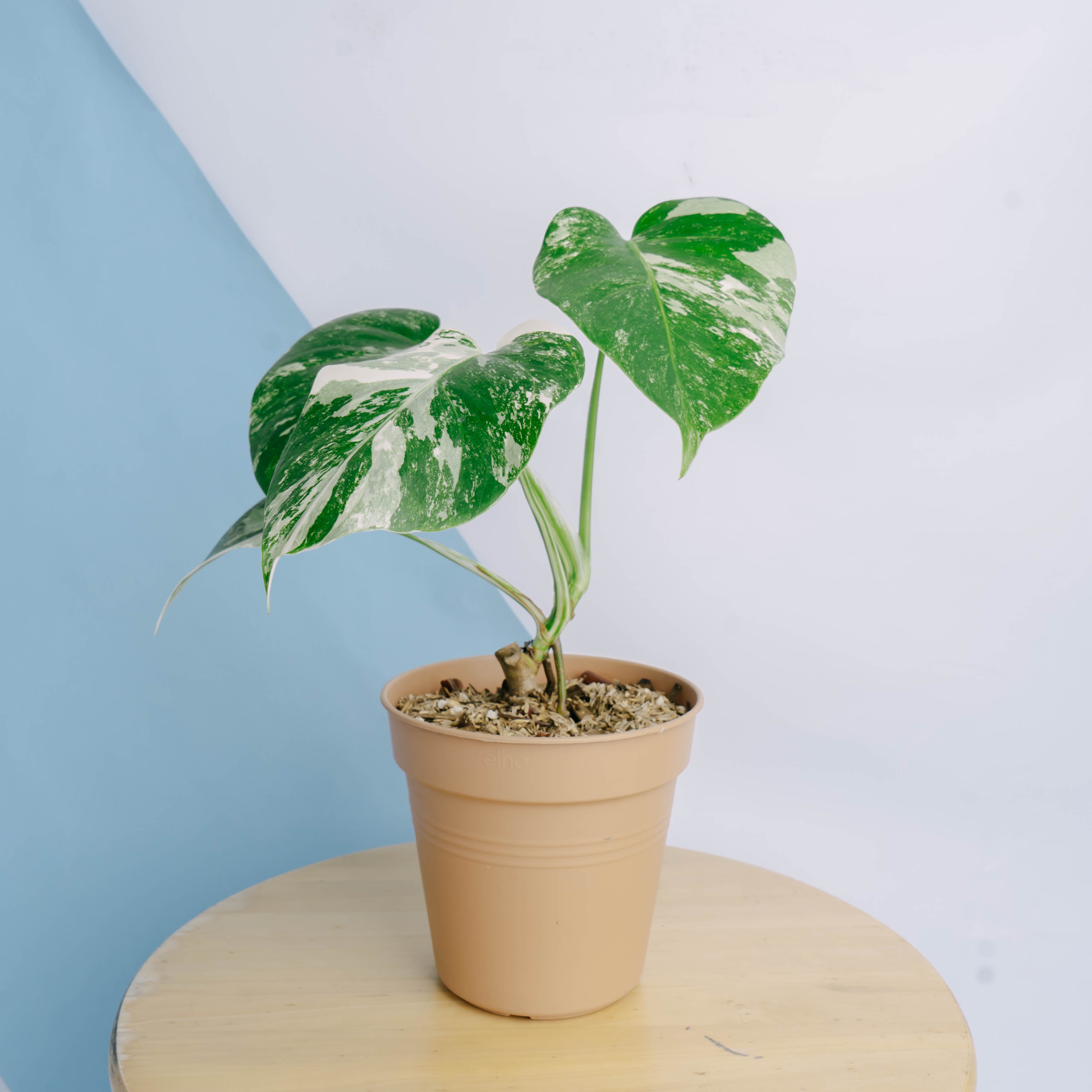 Monstera albo white tiger