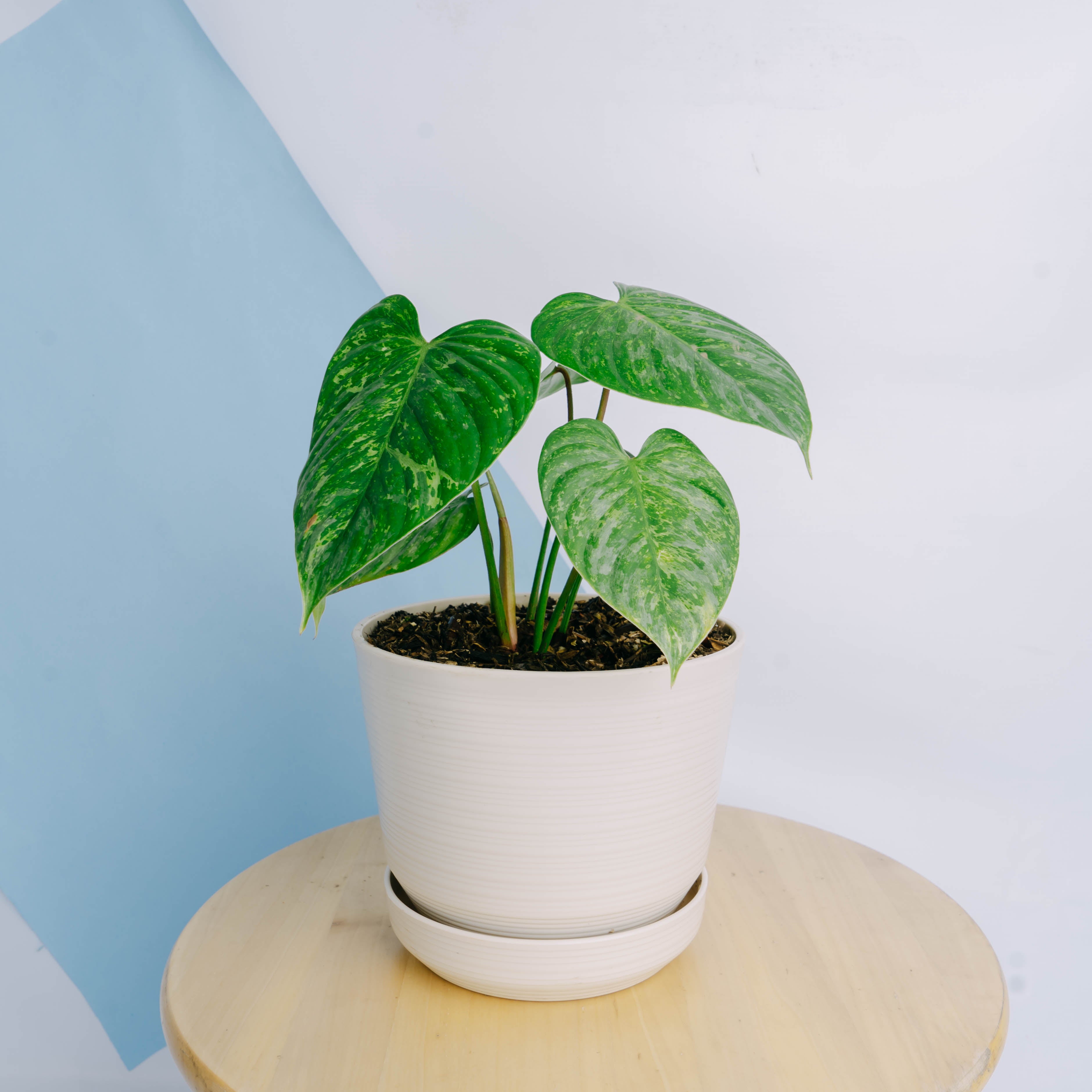 philodendron sodiroi for sale Philodendron sodiroi variegated Big size – Greenspaces.id