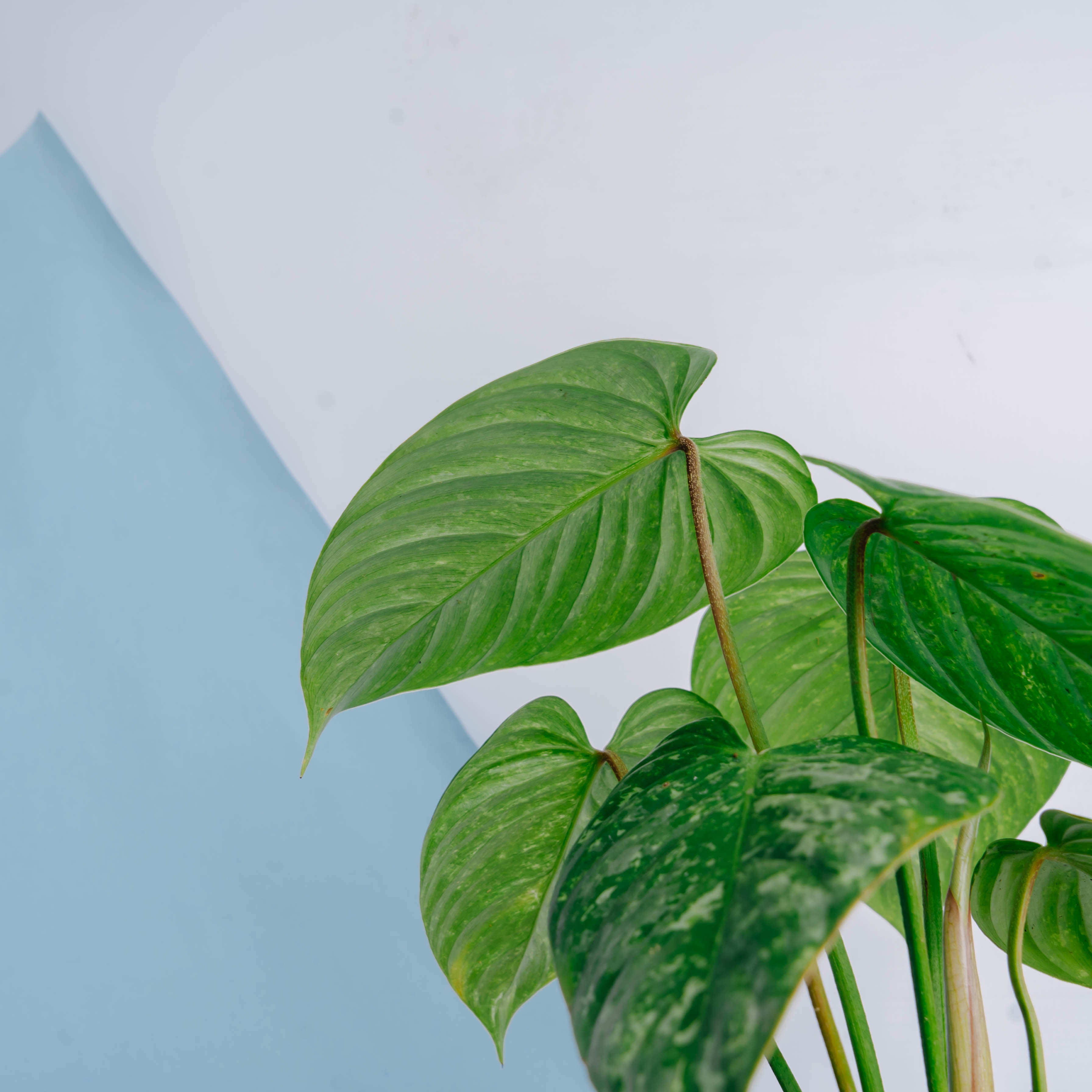 Philodendron sodiroi variegated Big size