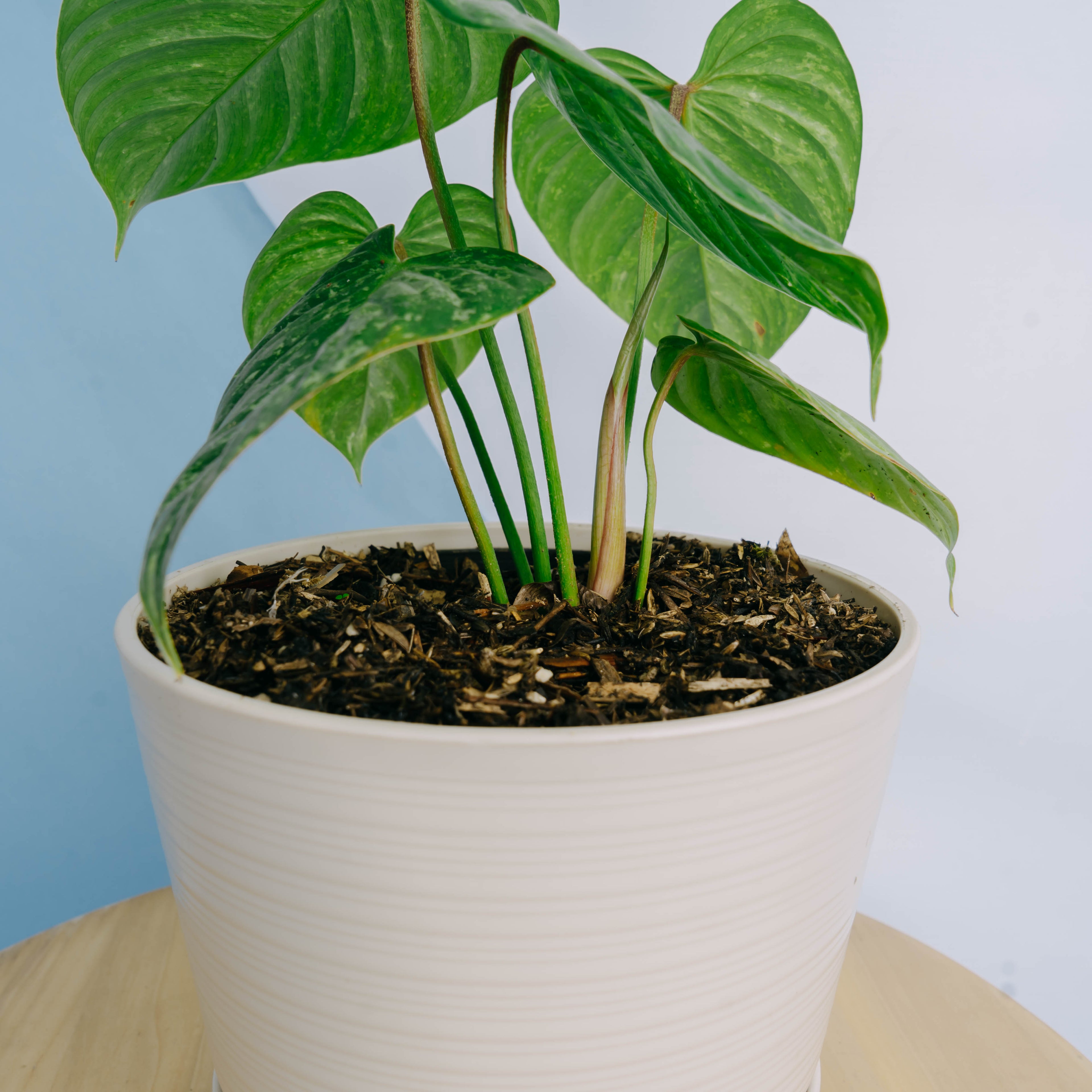 Philodendron sodiroi variegated Big size
