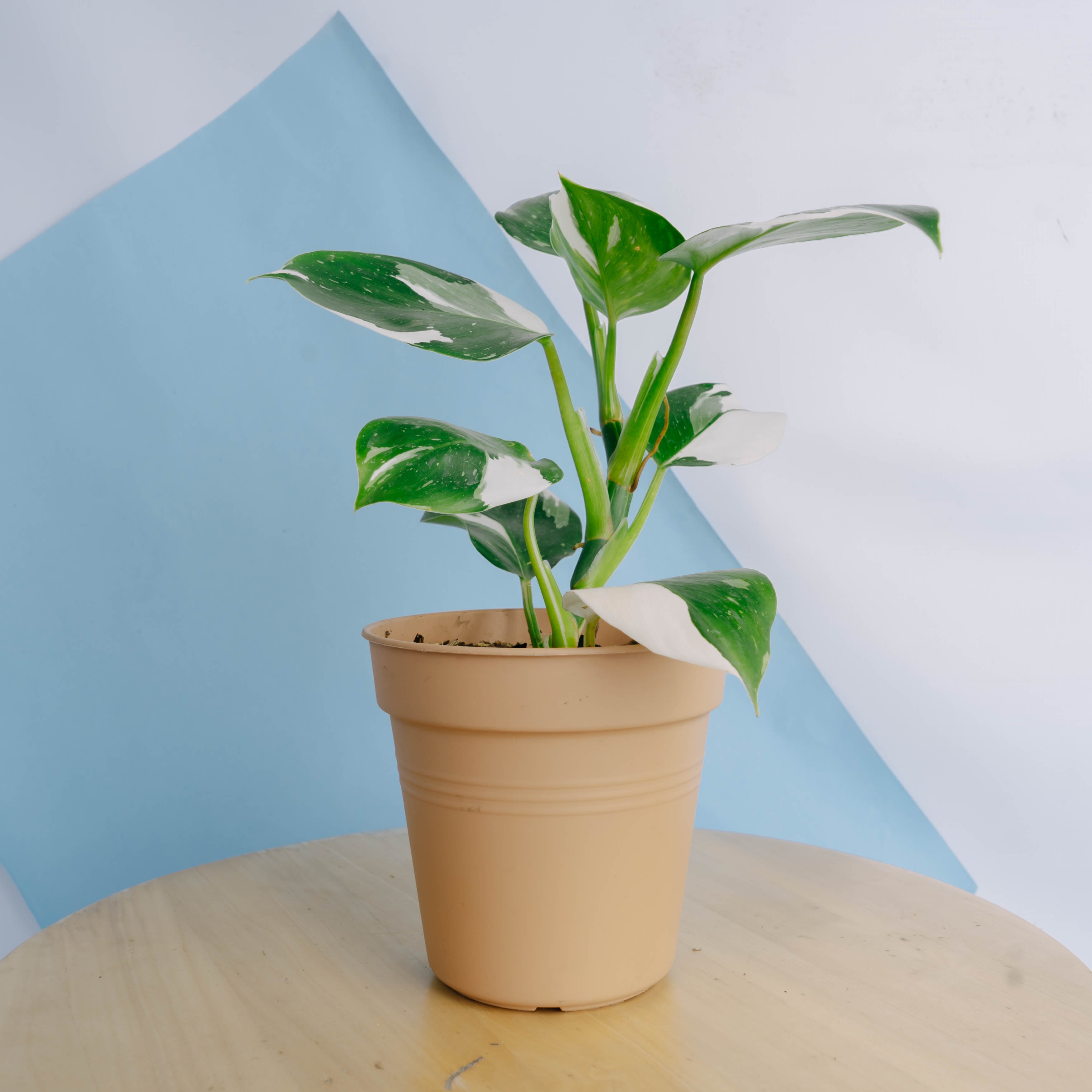 Philodendron White Wizard
