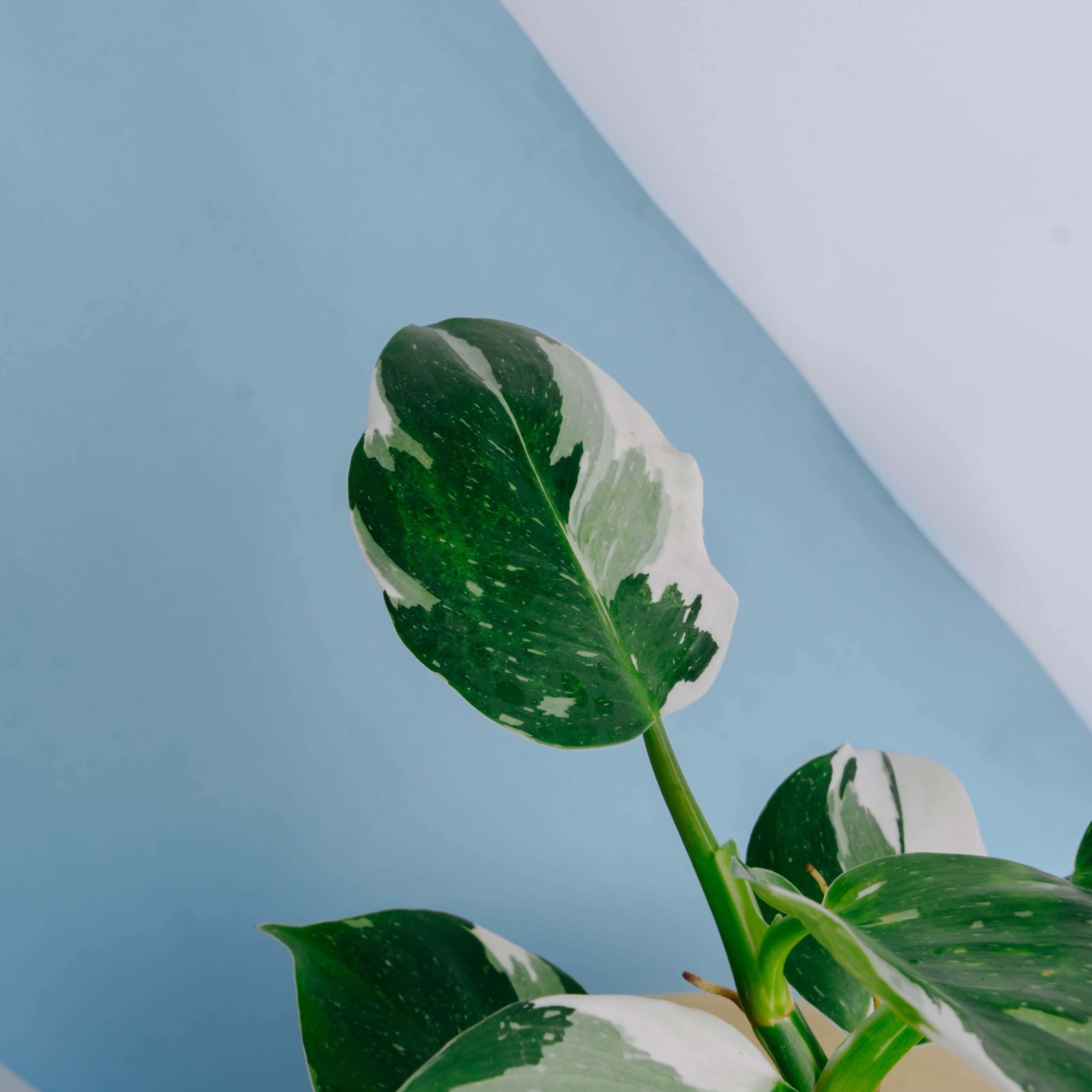 Philodendron White Wizard