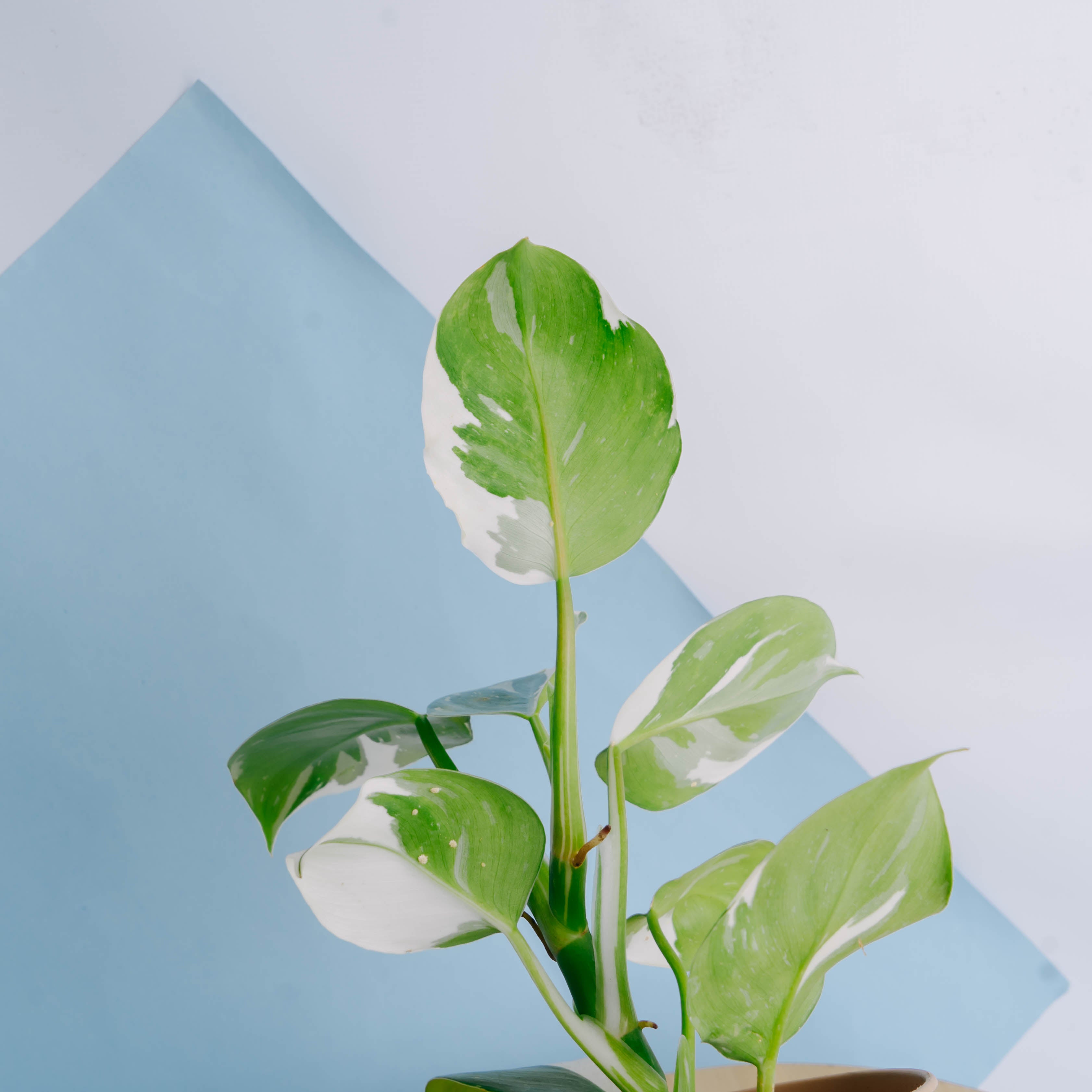 Philodendron White Wizard
