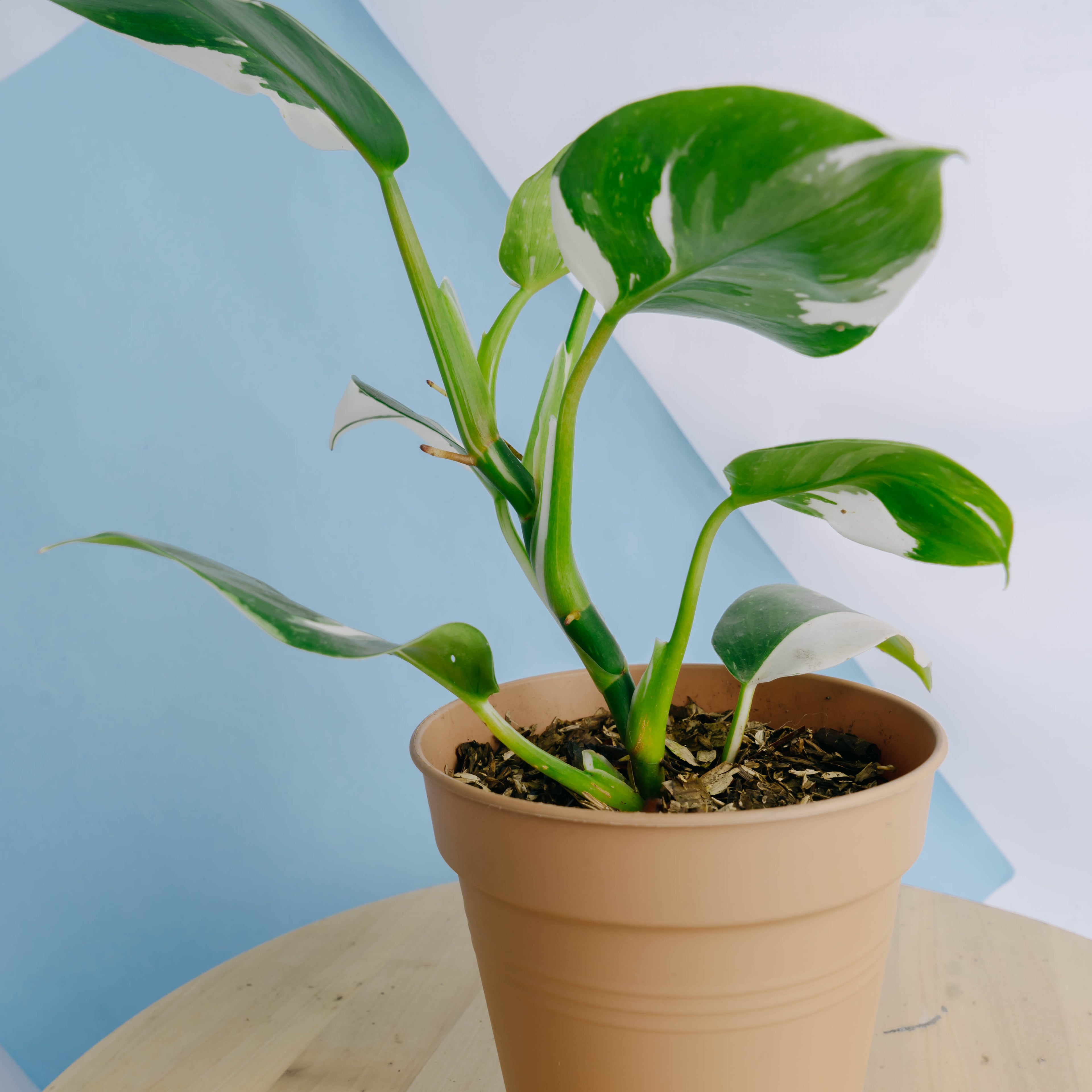 Philodendron White Wizard