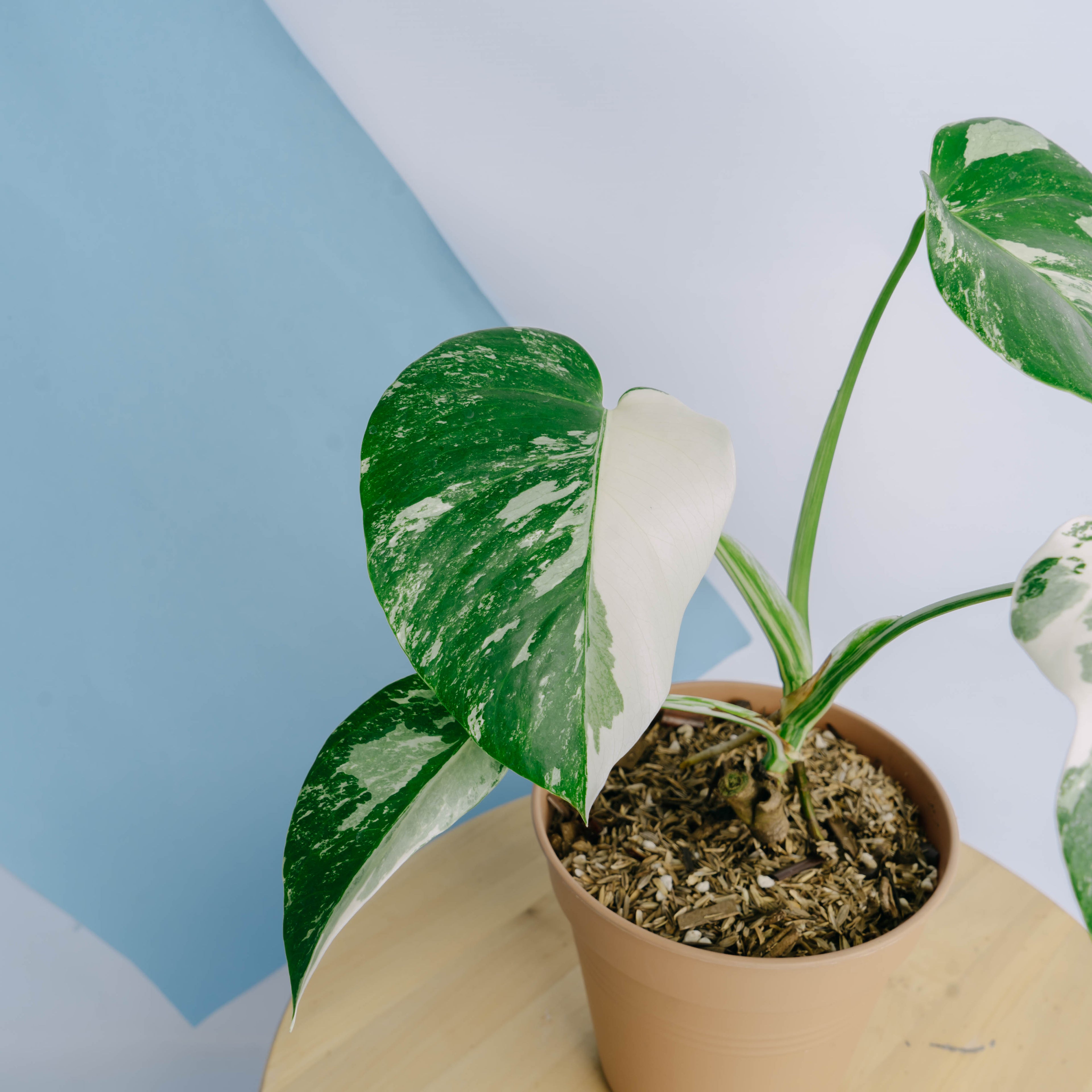 Monstera albo white tiger