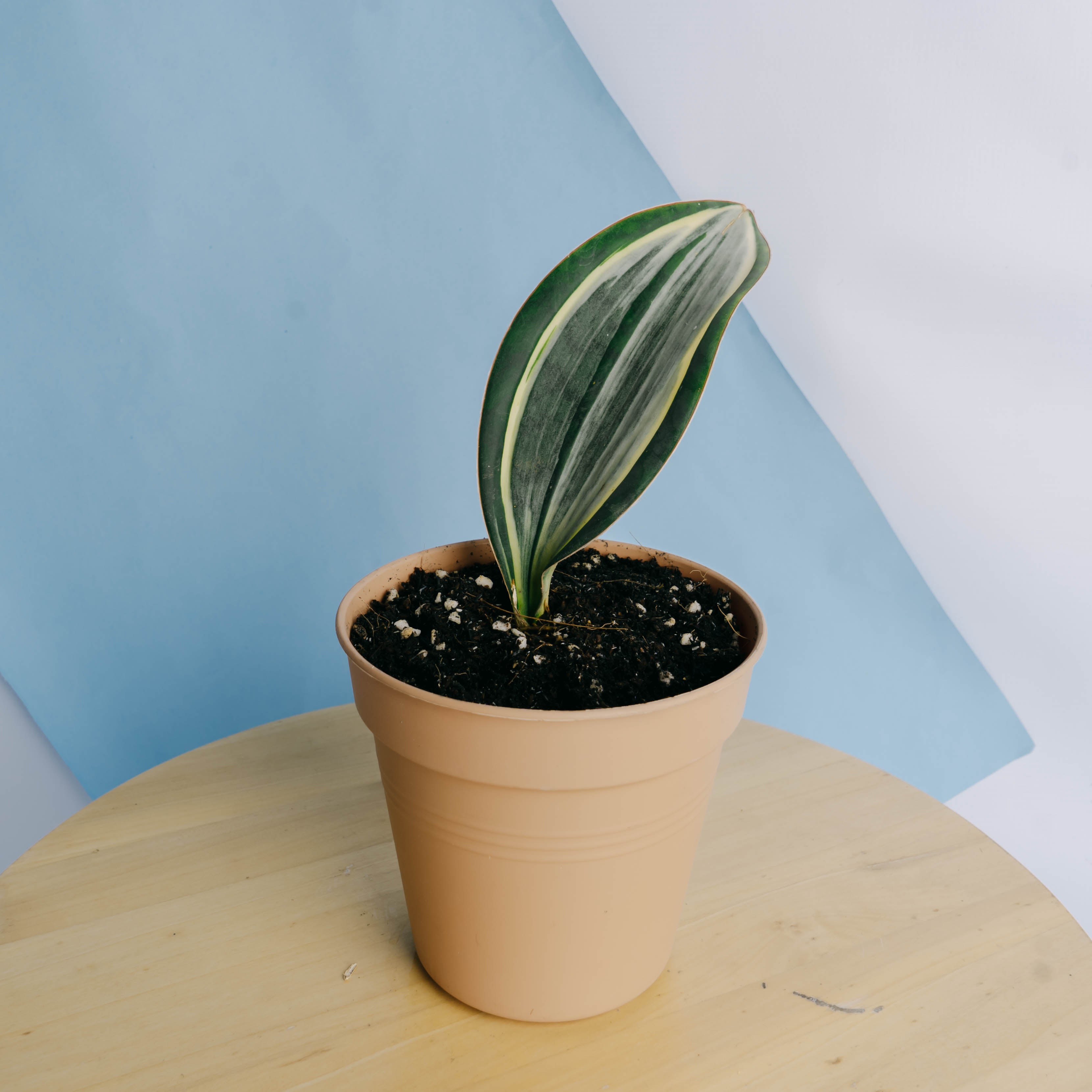 sansevieria whale fin variegated Sansevieria masoniana variegated 'whale fin' – Greenspaces.id