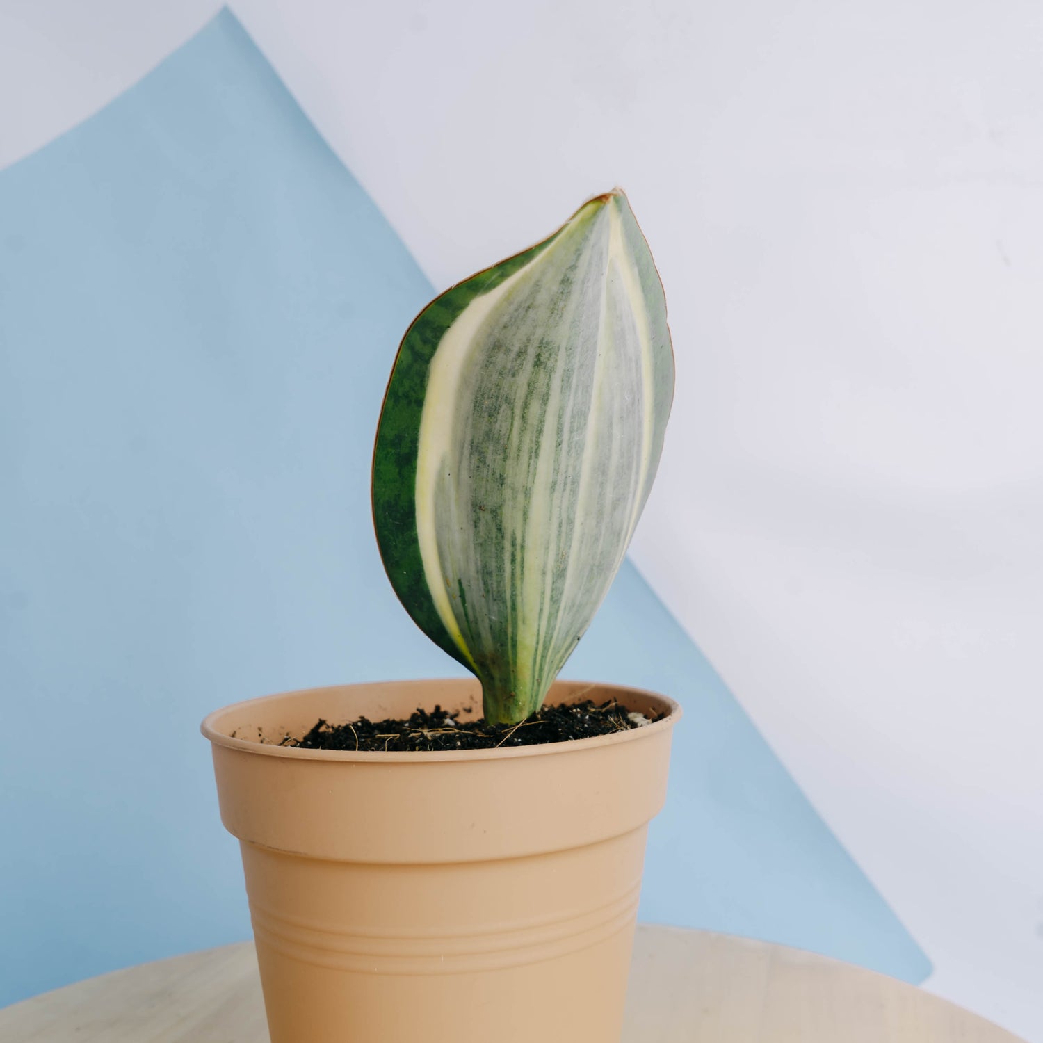 Sansevieria masoniana variegated &