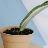 Sansevieria masoniana variegated &