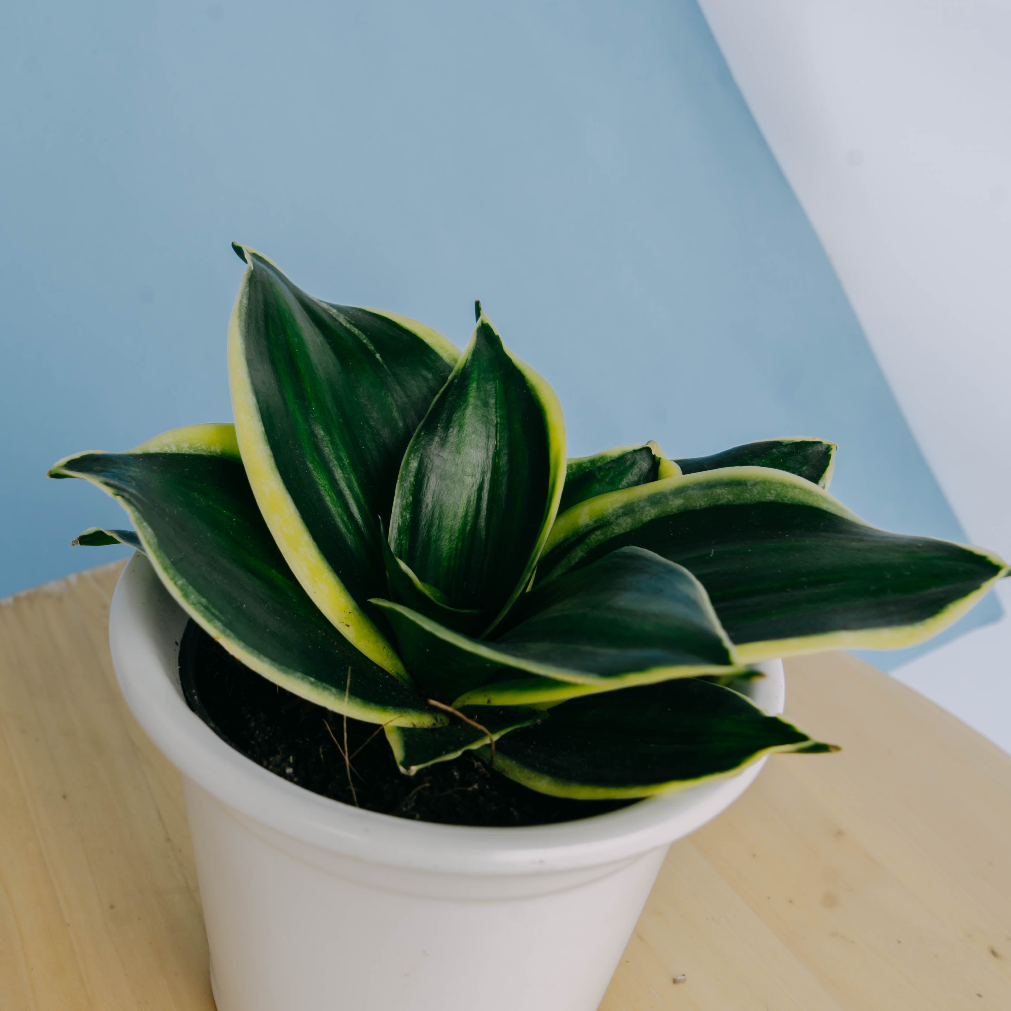 Sansevieria jade dwarf variegated striata