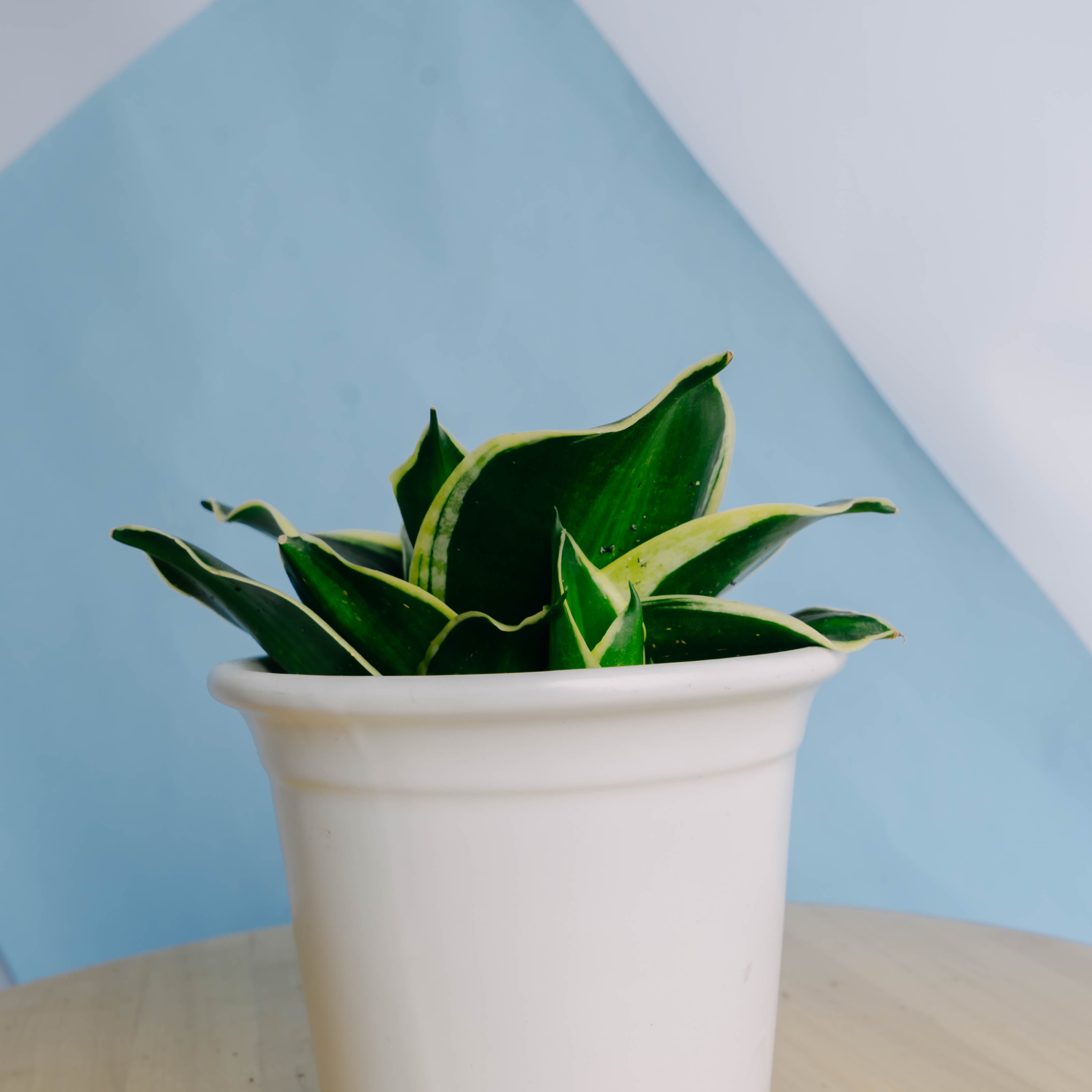 Sansevieria jade dwarf variegated striata