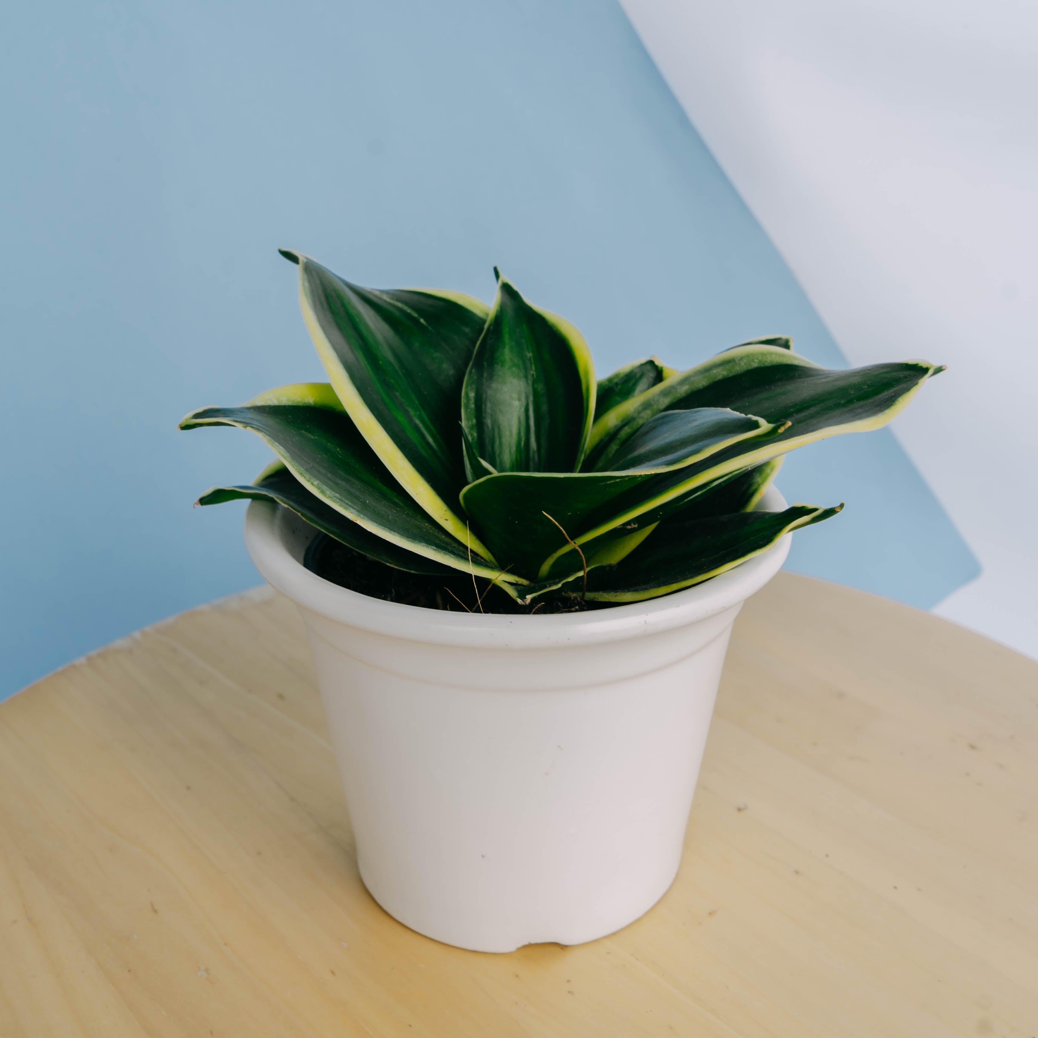 Sansevieria jade dwarf variegated striata