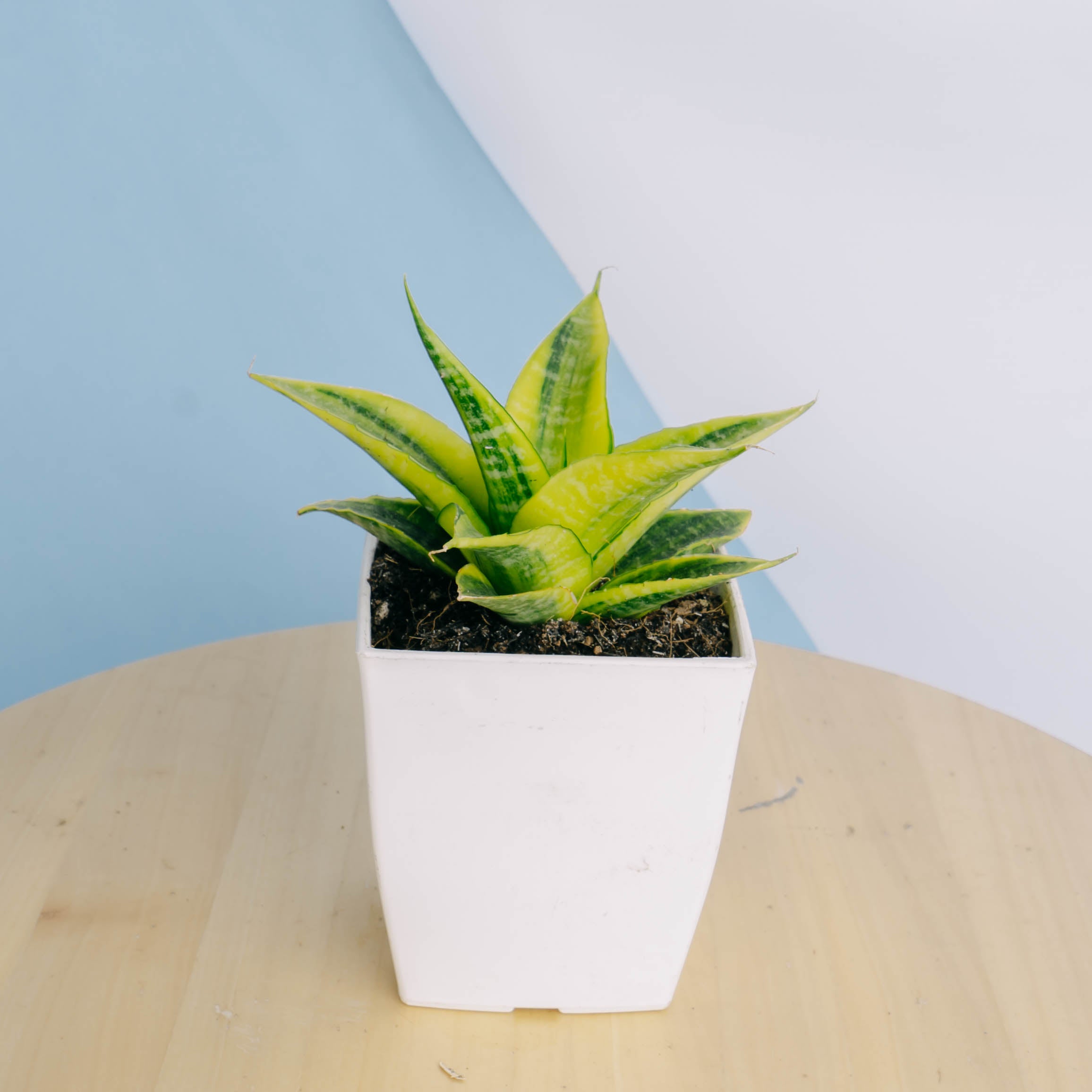 Sansevieria Cordova Variegated