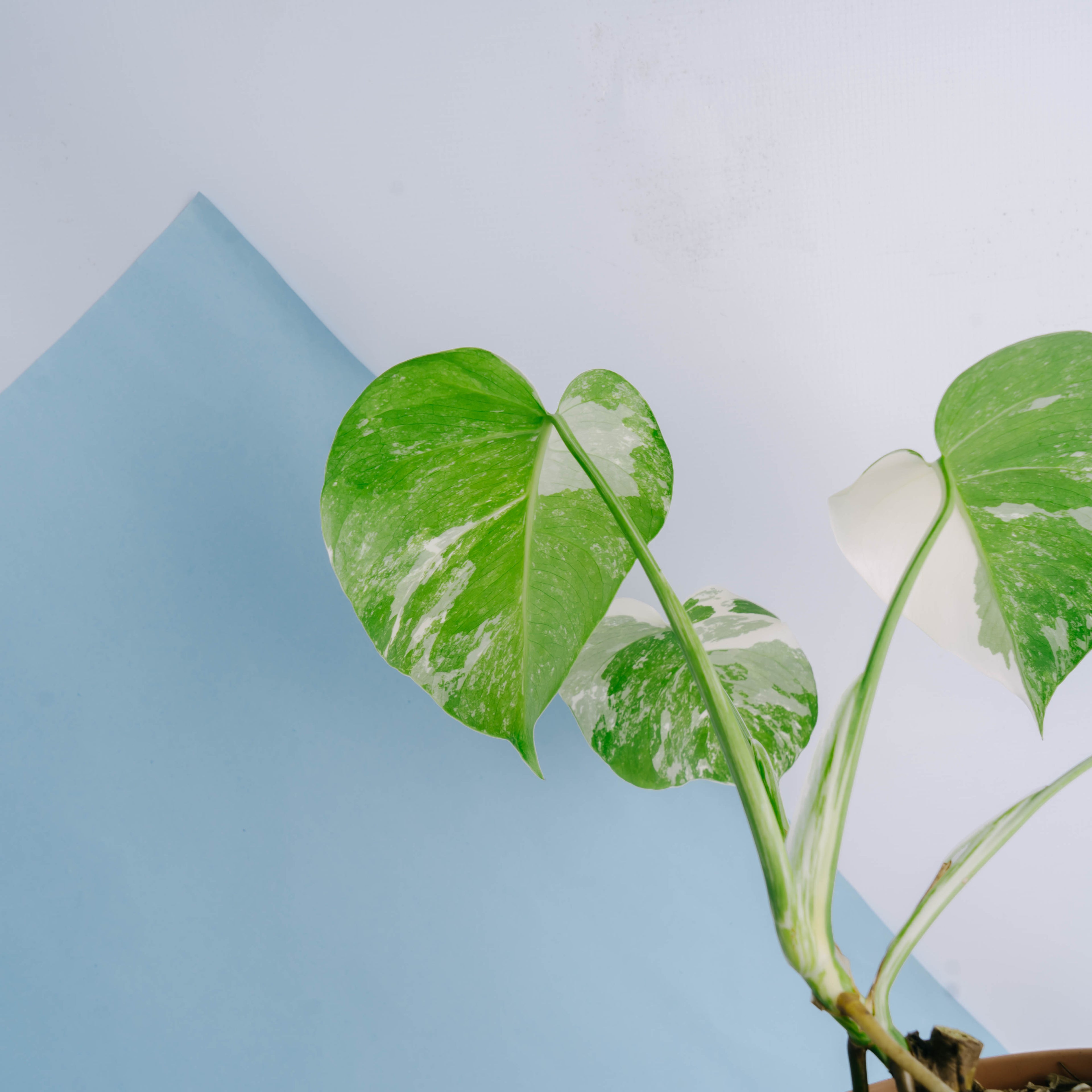 Monstera albo white tiger