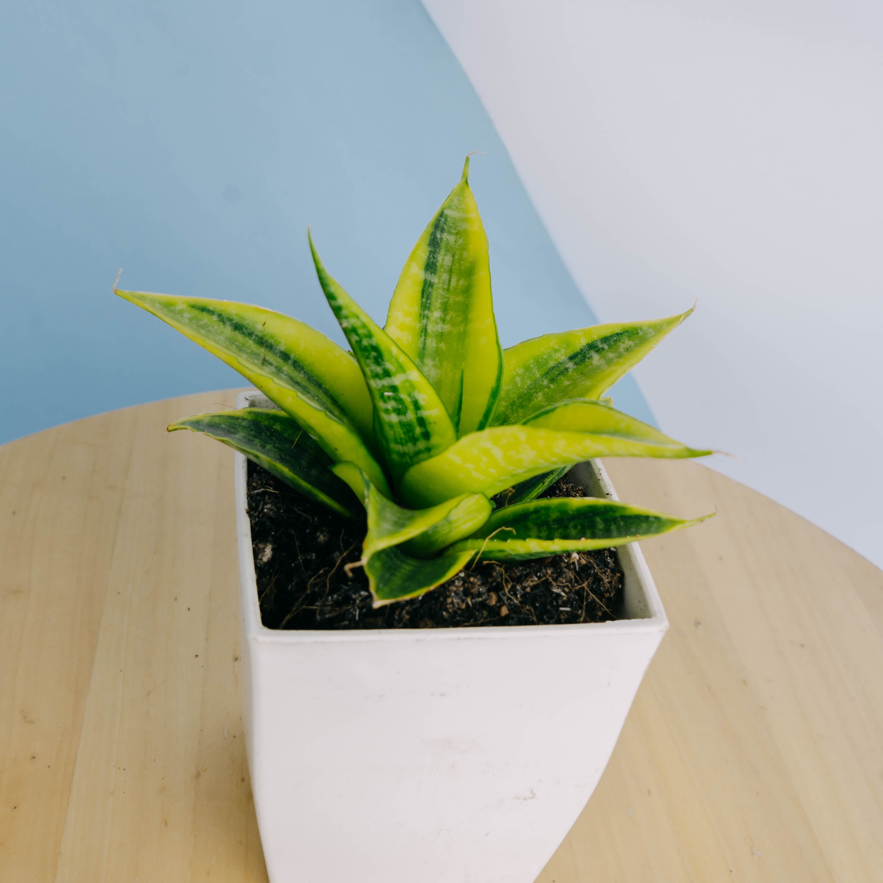 Sansevieria Cordova Variegated