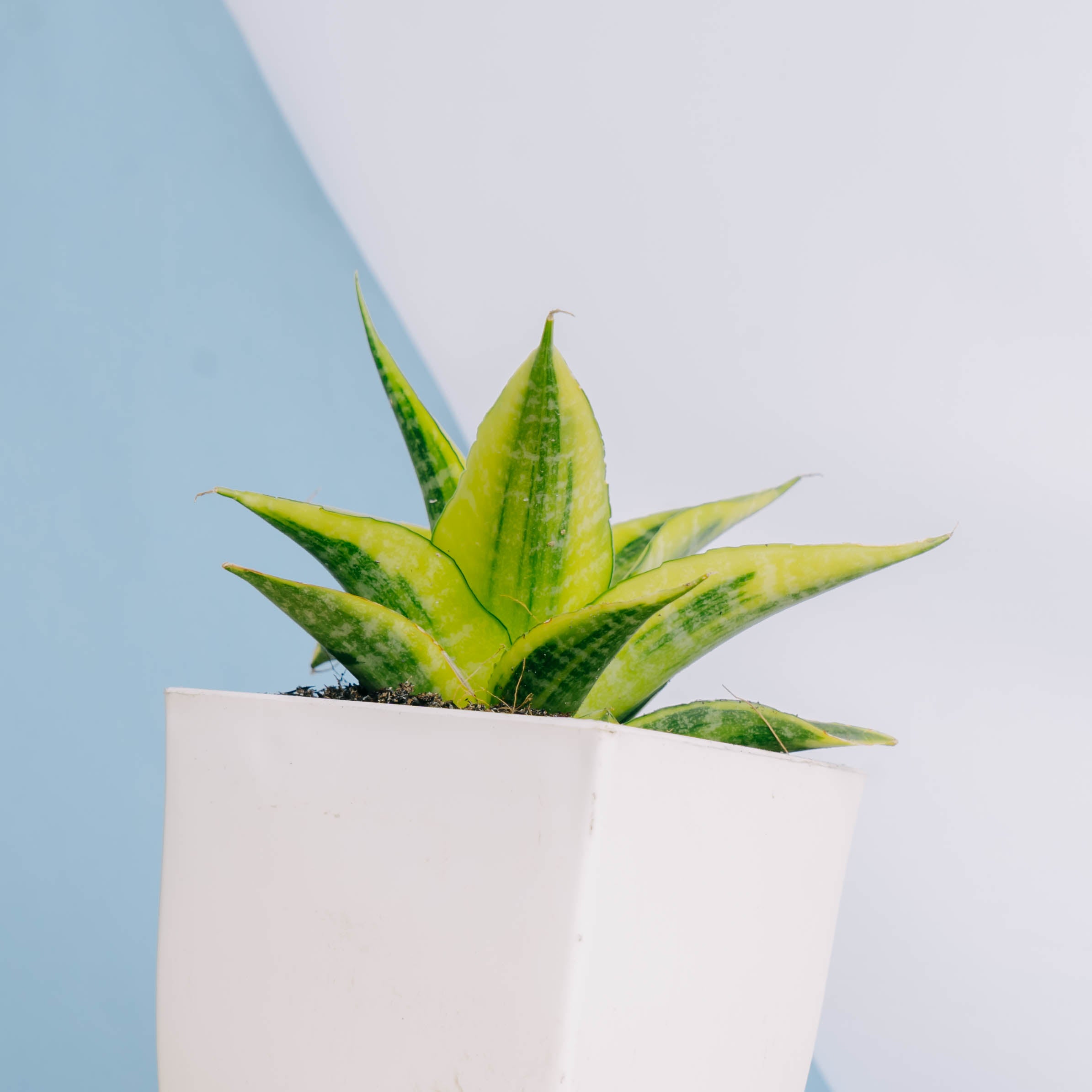 Sansevieria cordova variegated