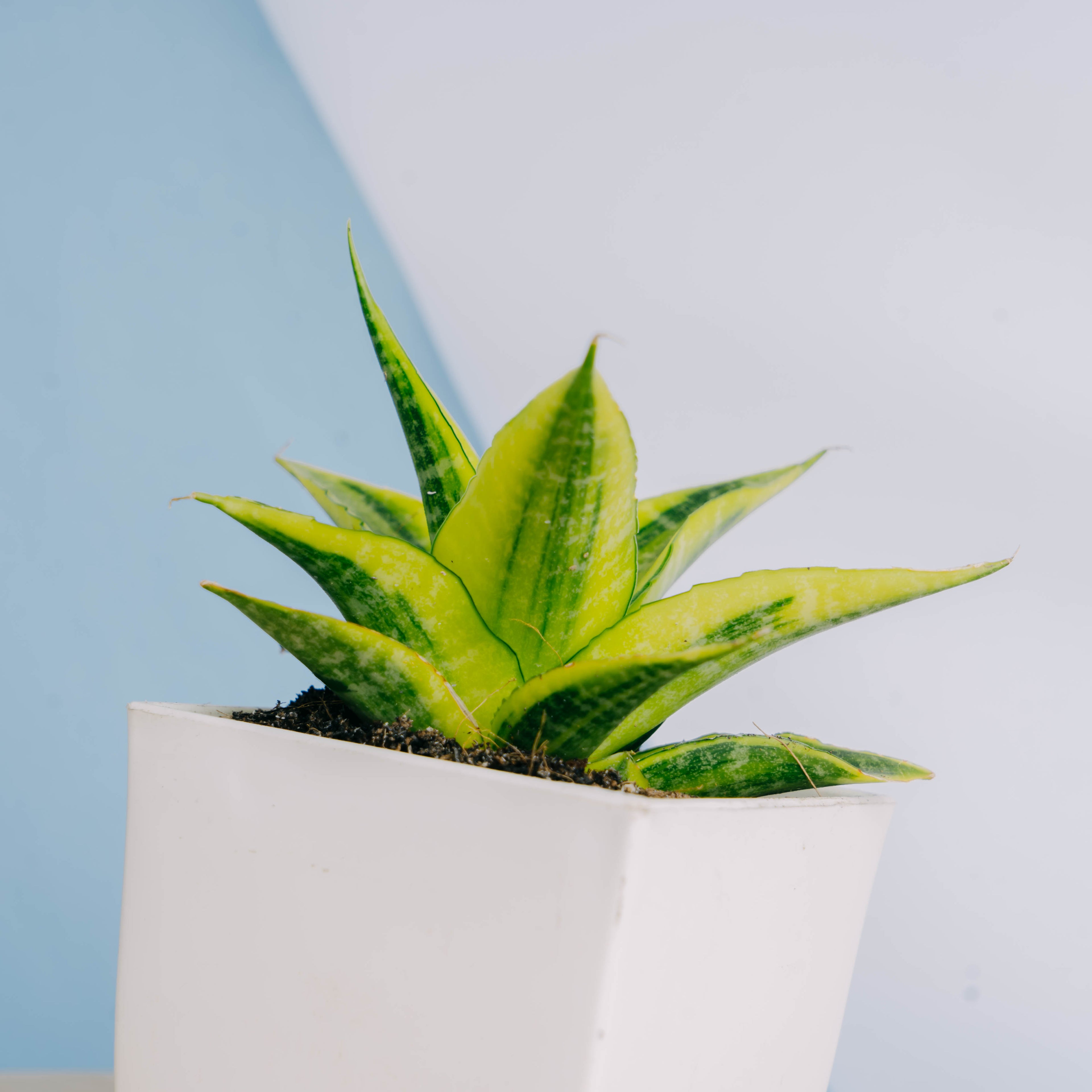 Sansevieria cordova variegated