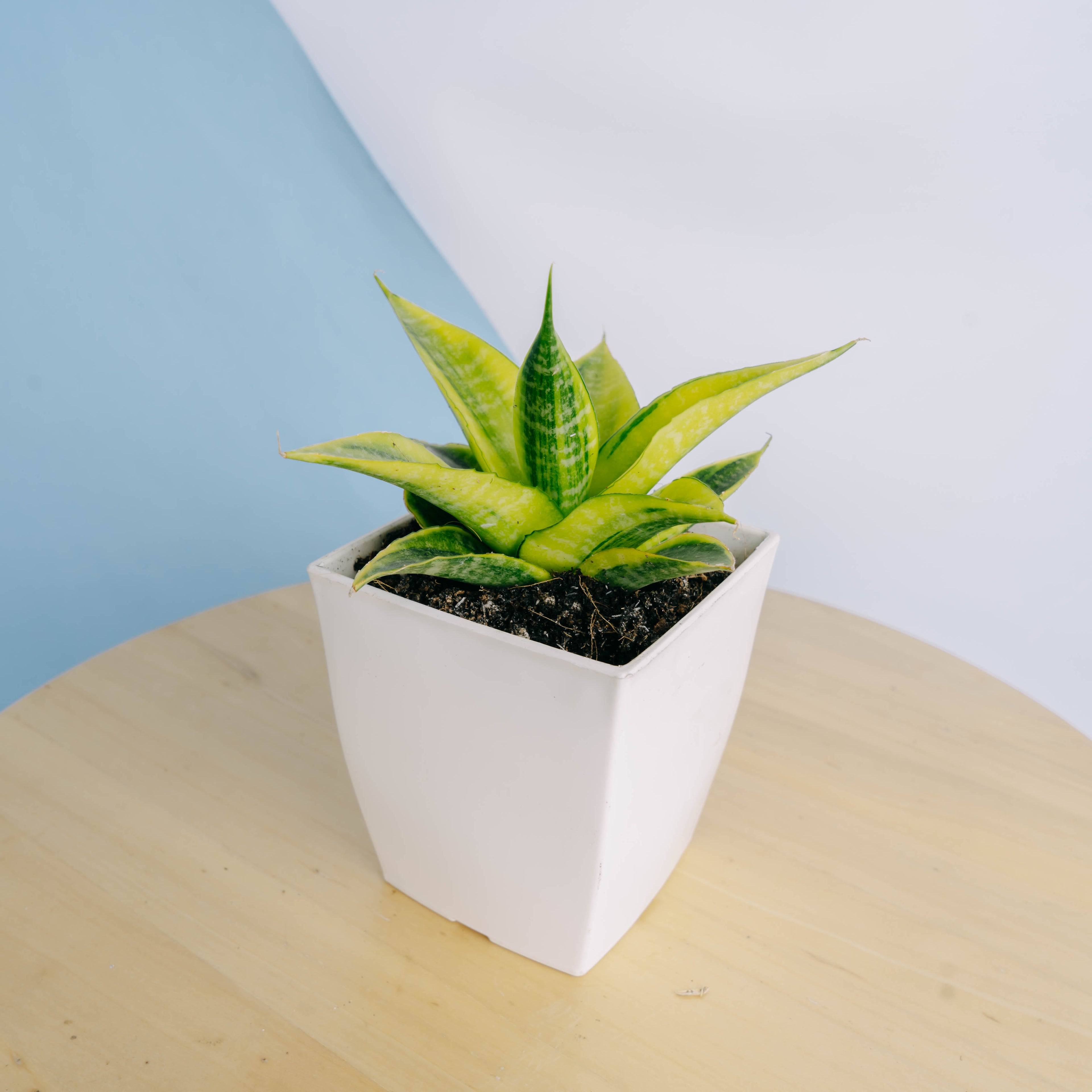 Sansevieria cordova variegated