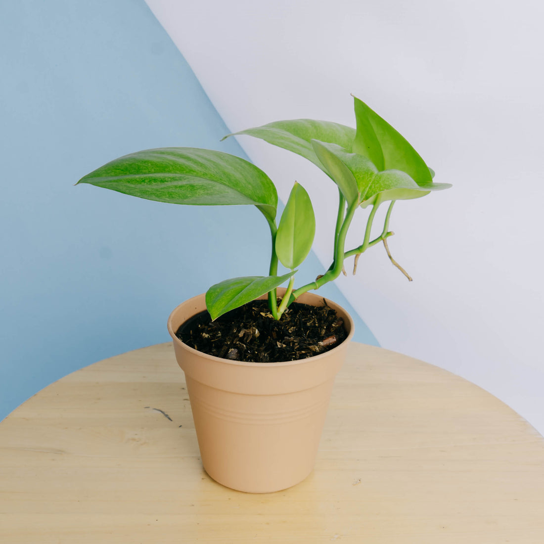 Scindapsus mint variegated Sp Borneo