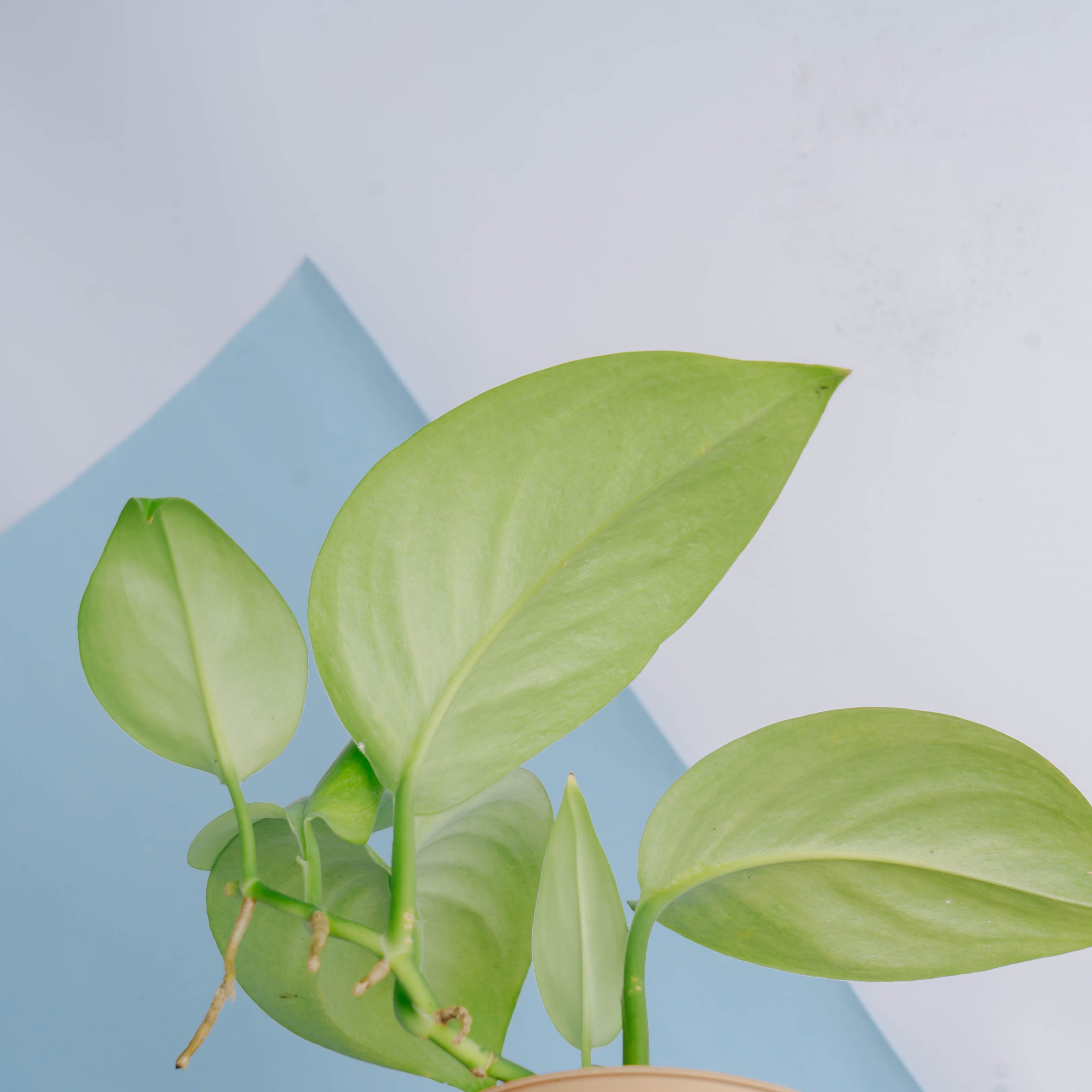 Scindapsus mint variegated Sp Borneo