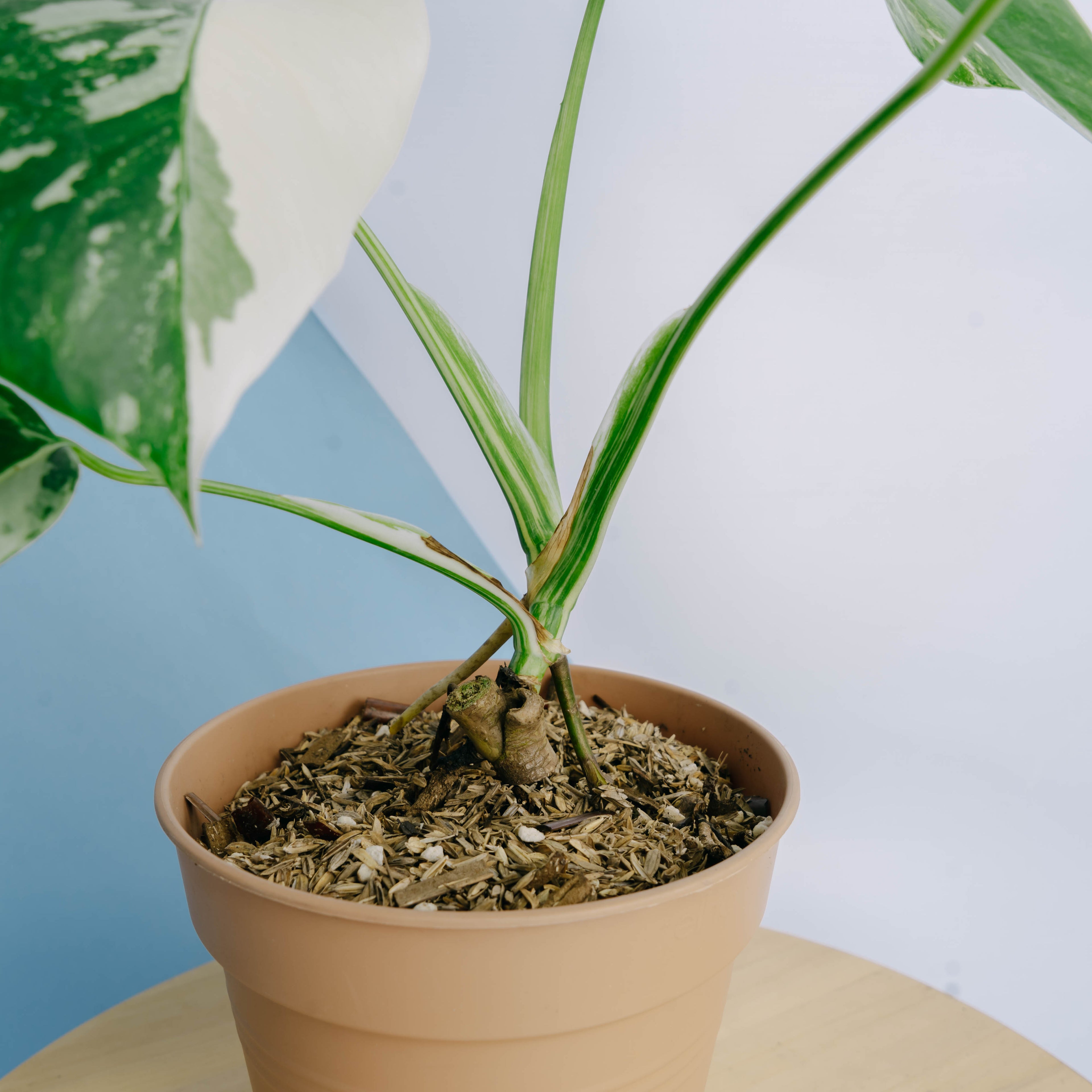Monstera albo white tiger