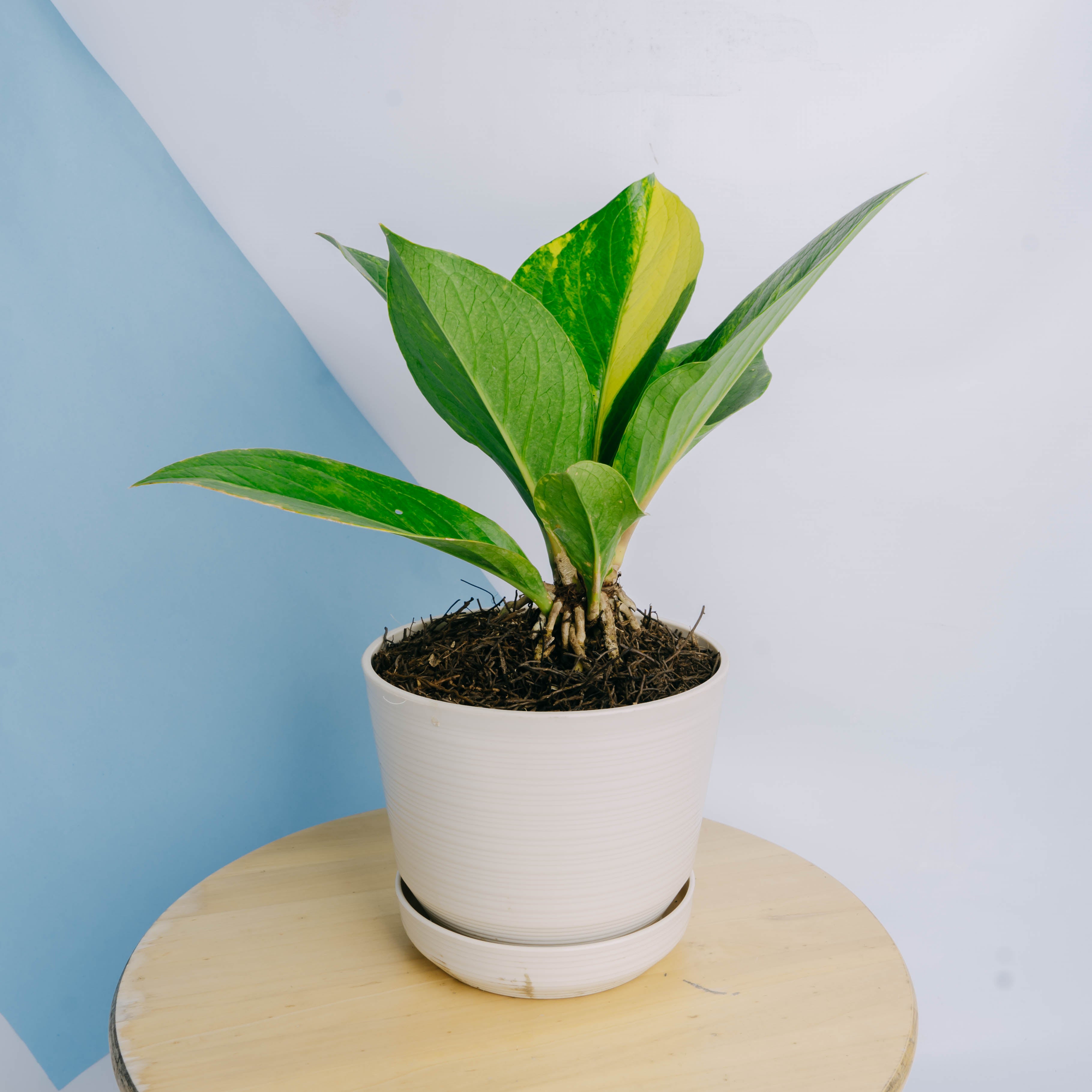 Anthurium jenmanii cobra variegated Big size