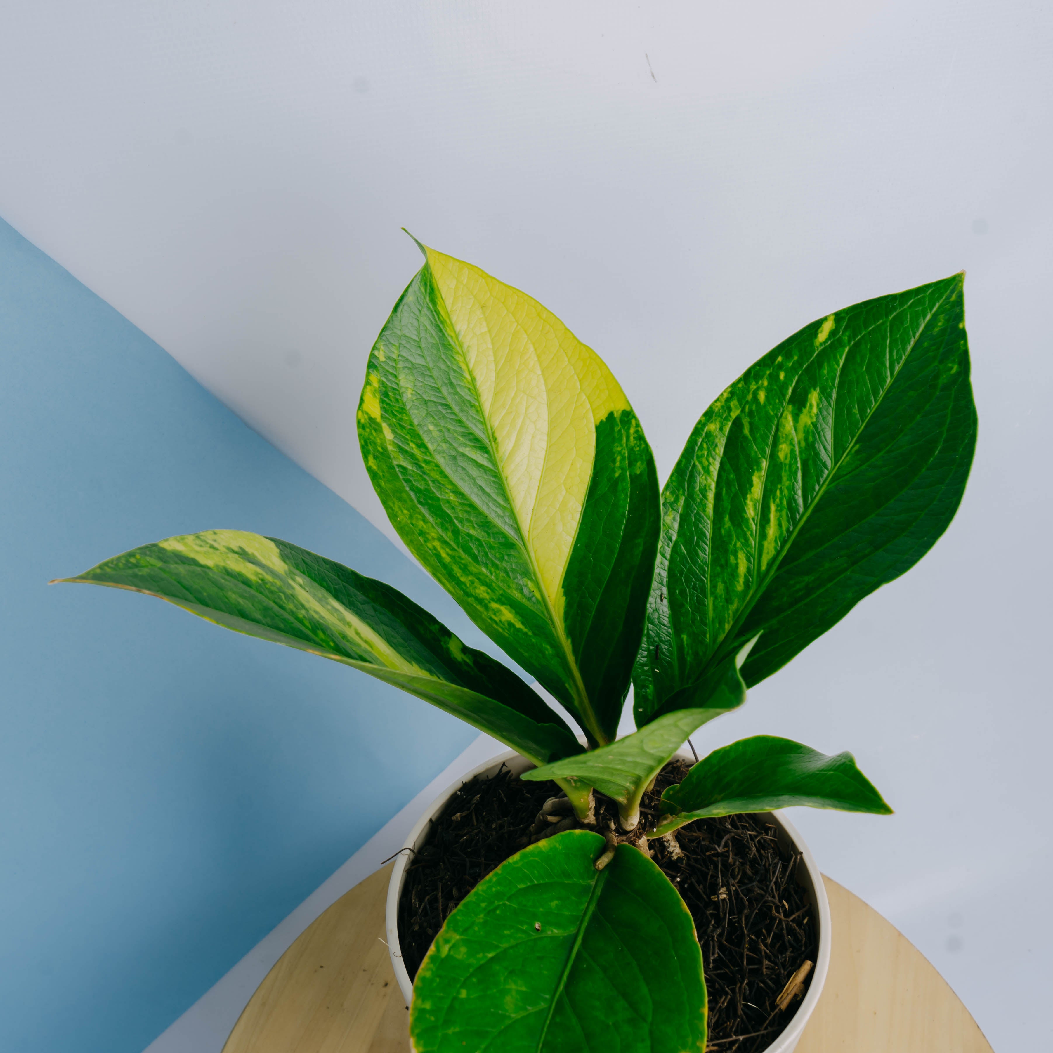 Anthurium jenmanii cobra variegated Big size
