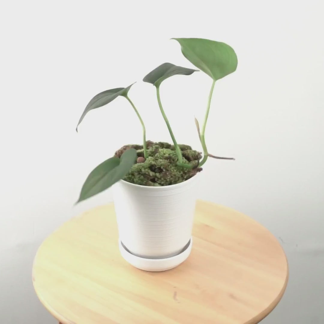 Scindapsus Jade Satin Black - Greenspaces.id