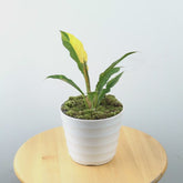 Philodendron Ring of Fire - Greenspaces.id