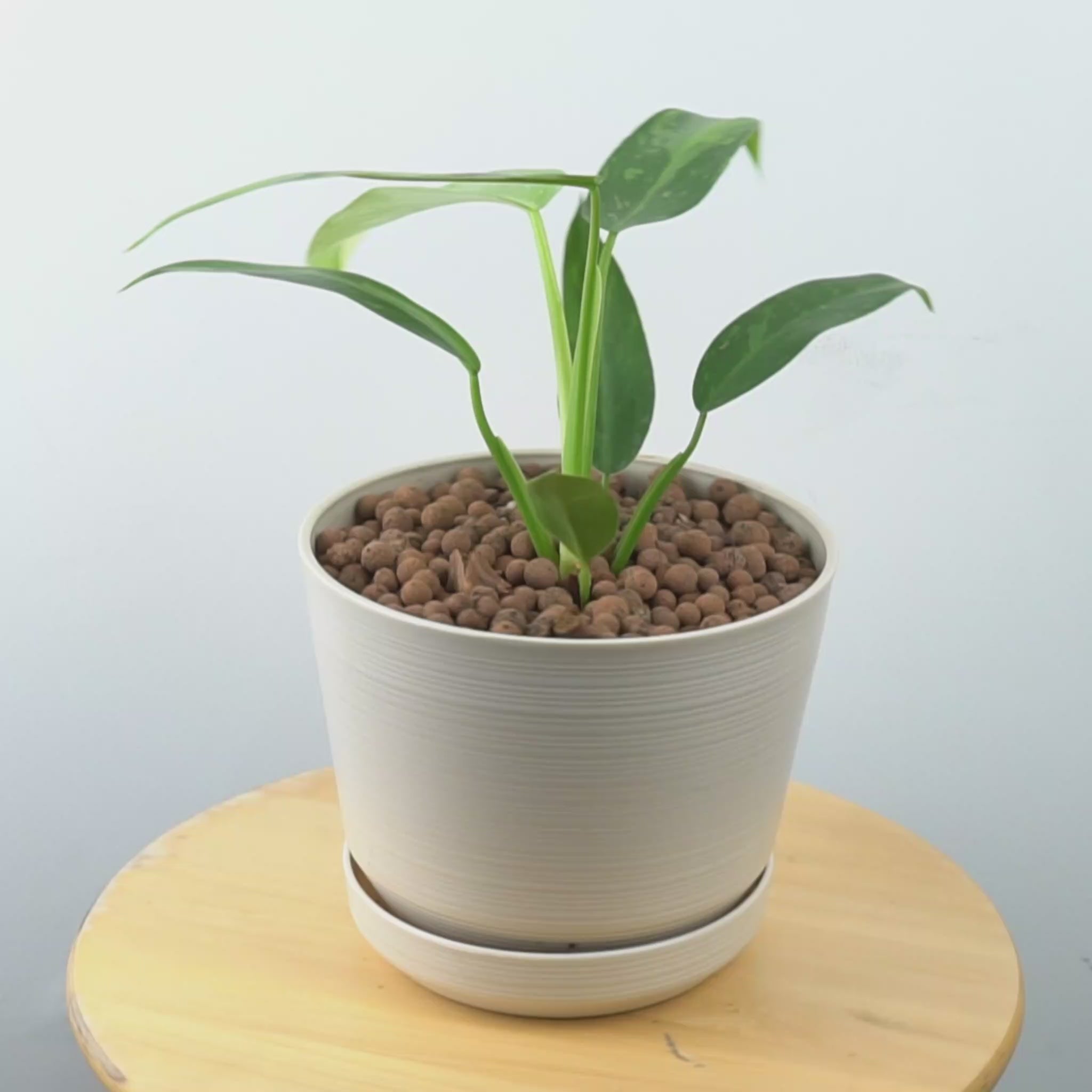 Philodendron Jose Buono Big size