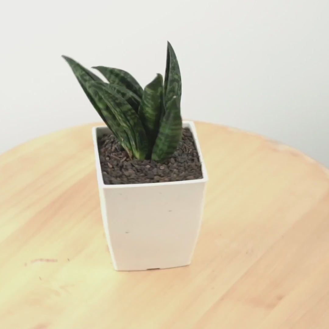 Sansevieria Hahnii Gaster - Greenspaces.id