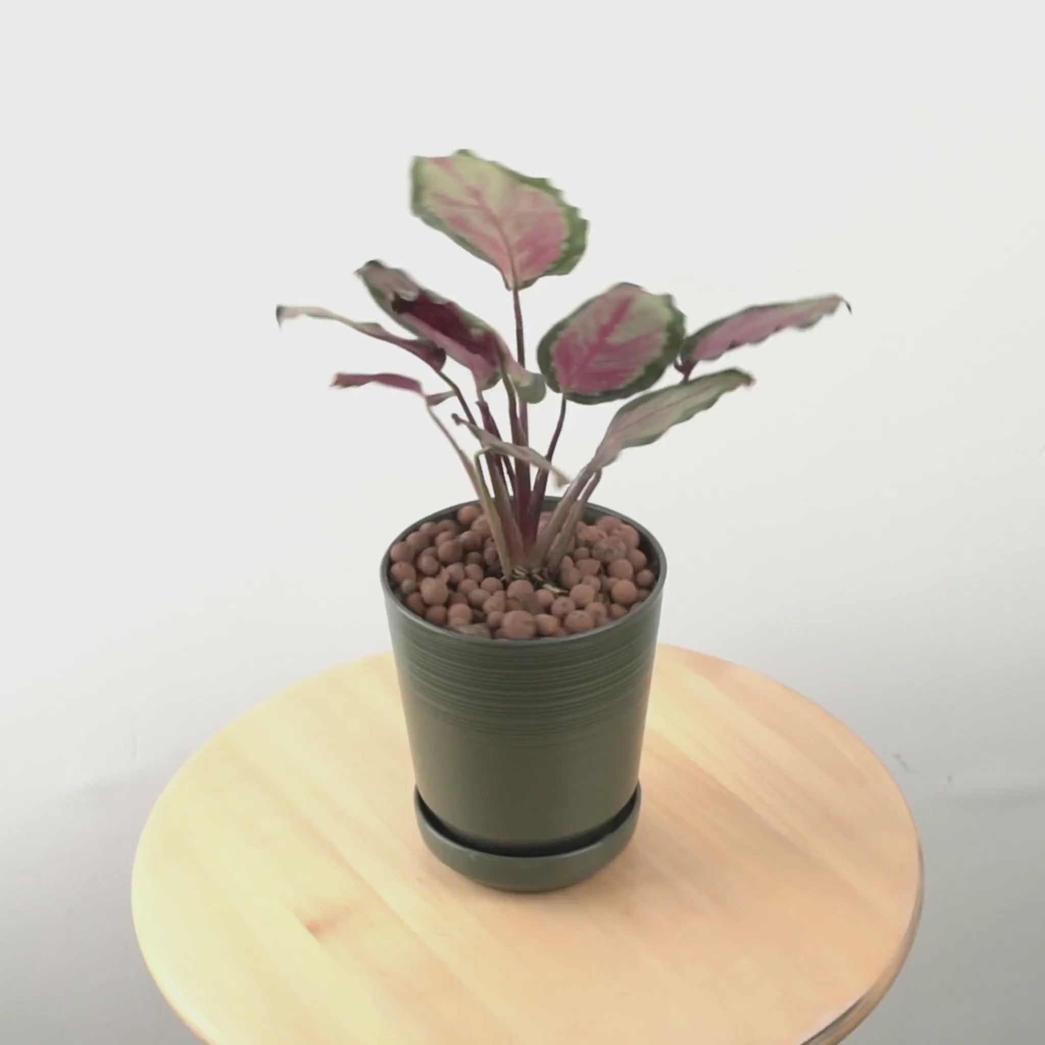 calathea roxy pink - Greenspaces.id
