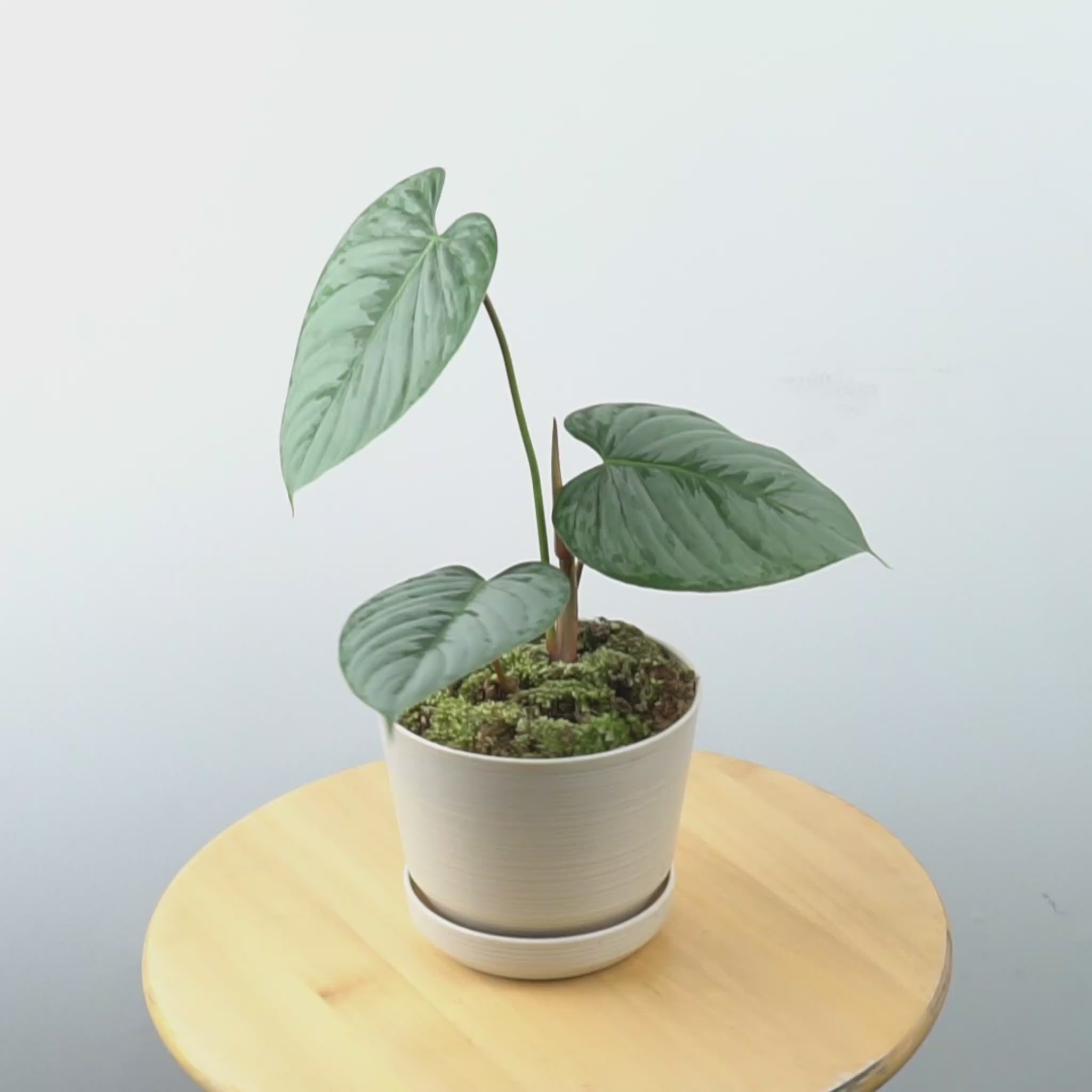 Philodendron Sodiroi Big - Greenspaces.id