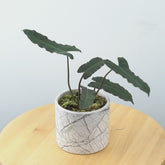 Philodendron Billieate x Atabopoense - Greenspaces.id