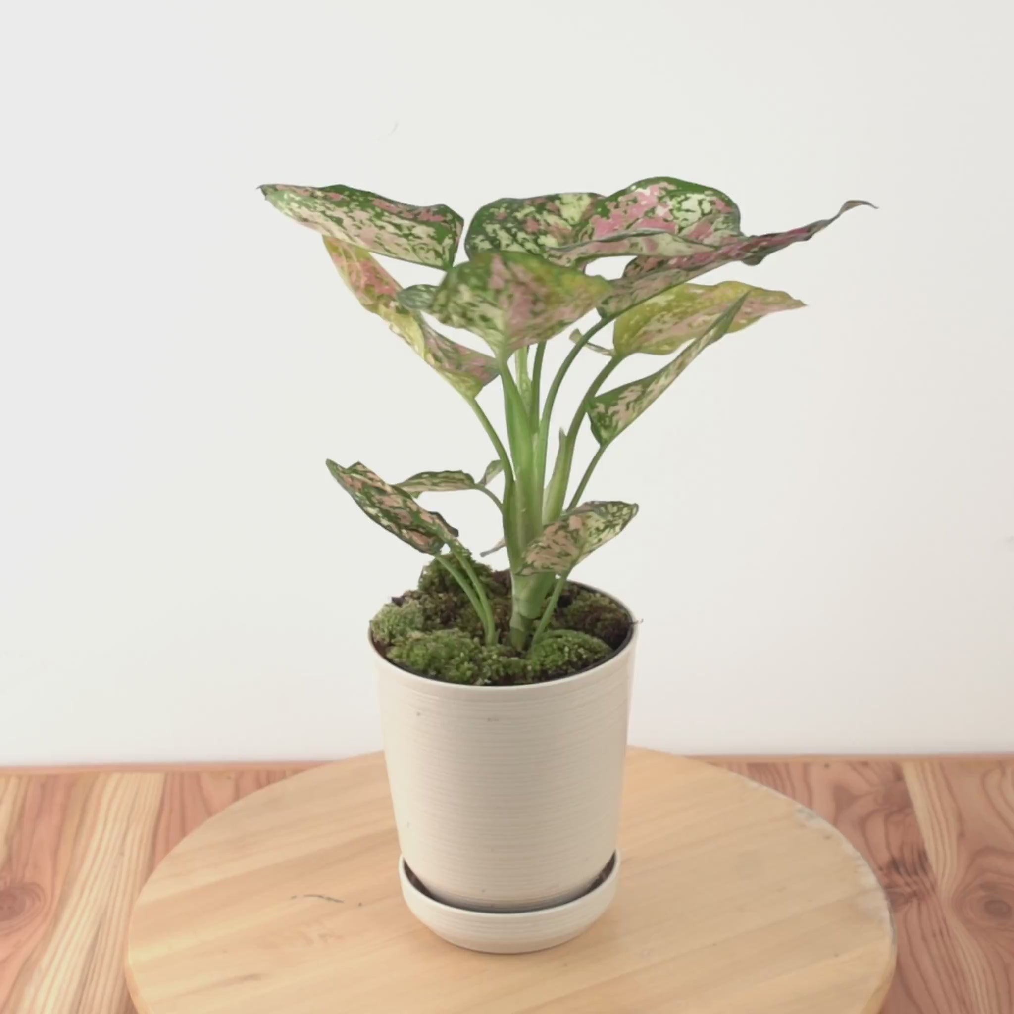Aglaonema tricolor_Video