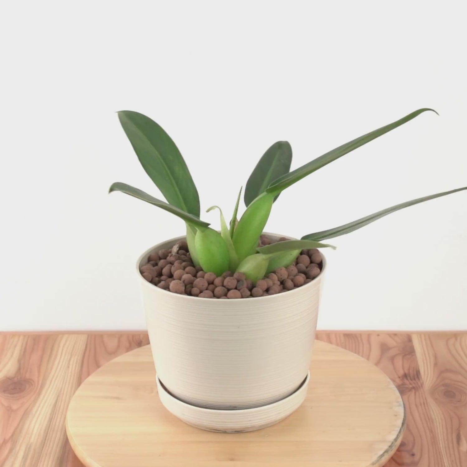 Philodendron Martianum