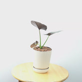 Alocasia reginae_Video