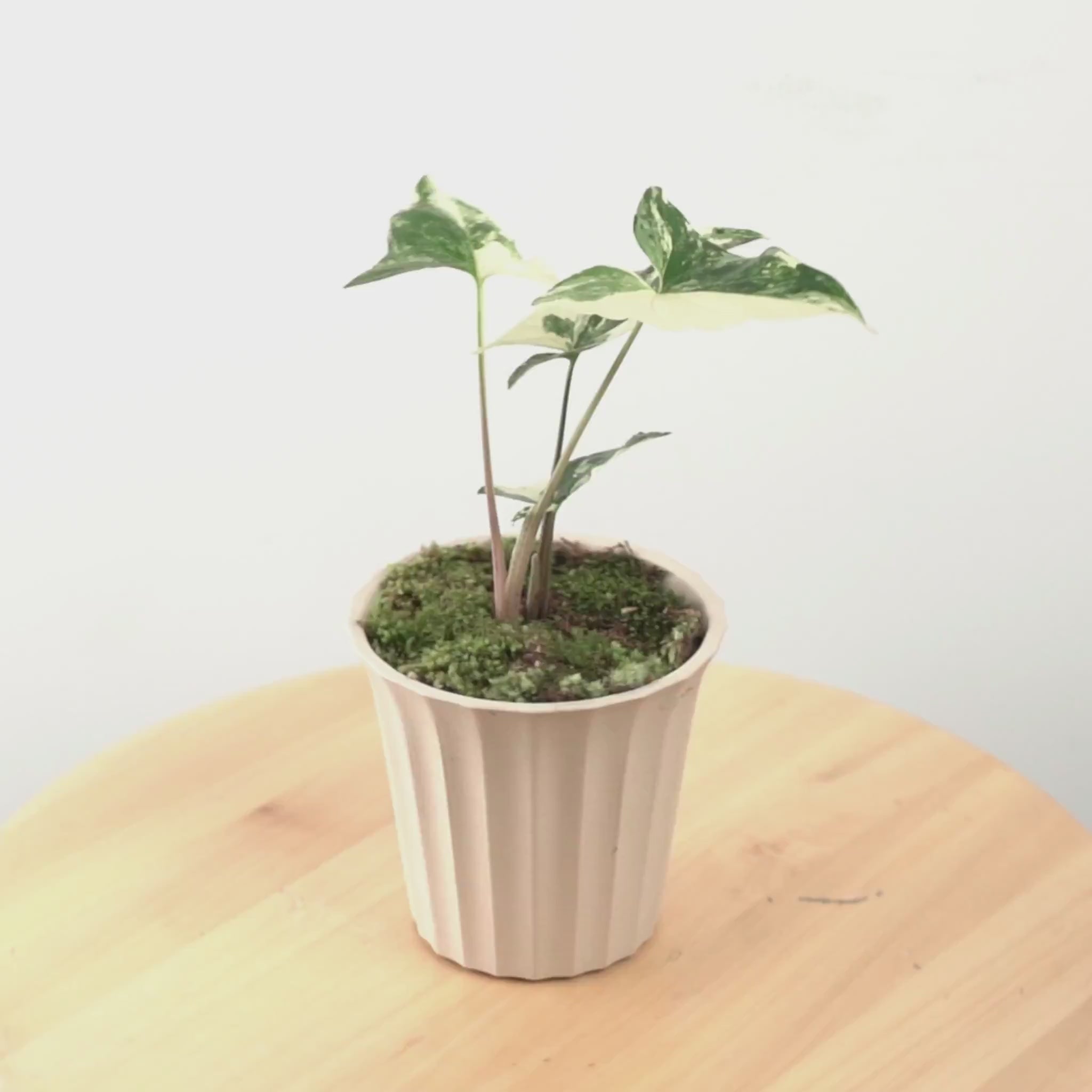Syngonium albo variegated - Greenspaces.id