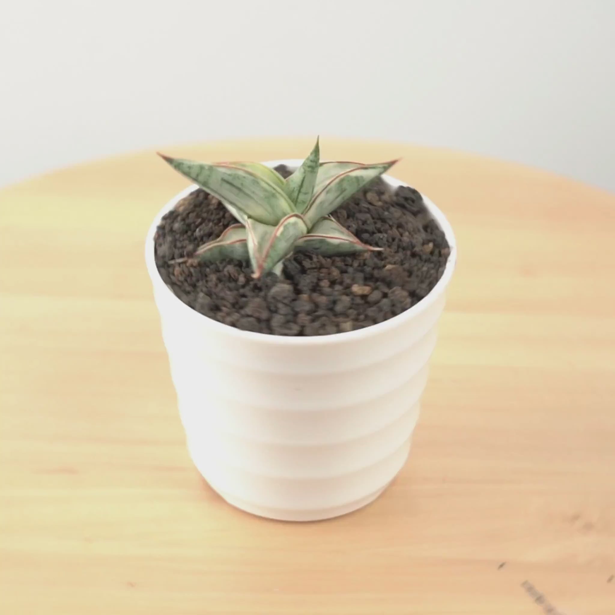Sansevieria Bluclone Variegated White - Greenspaces.id