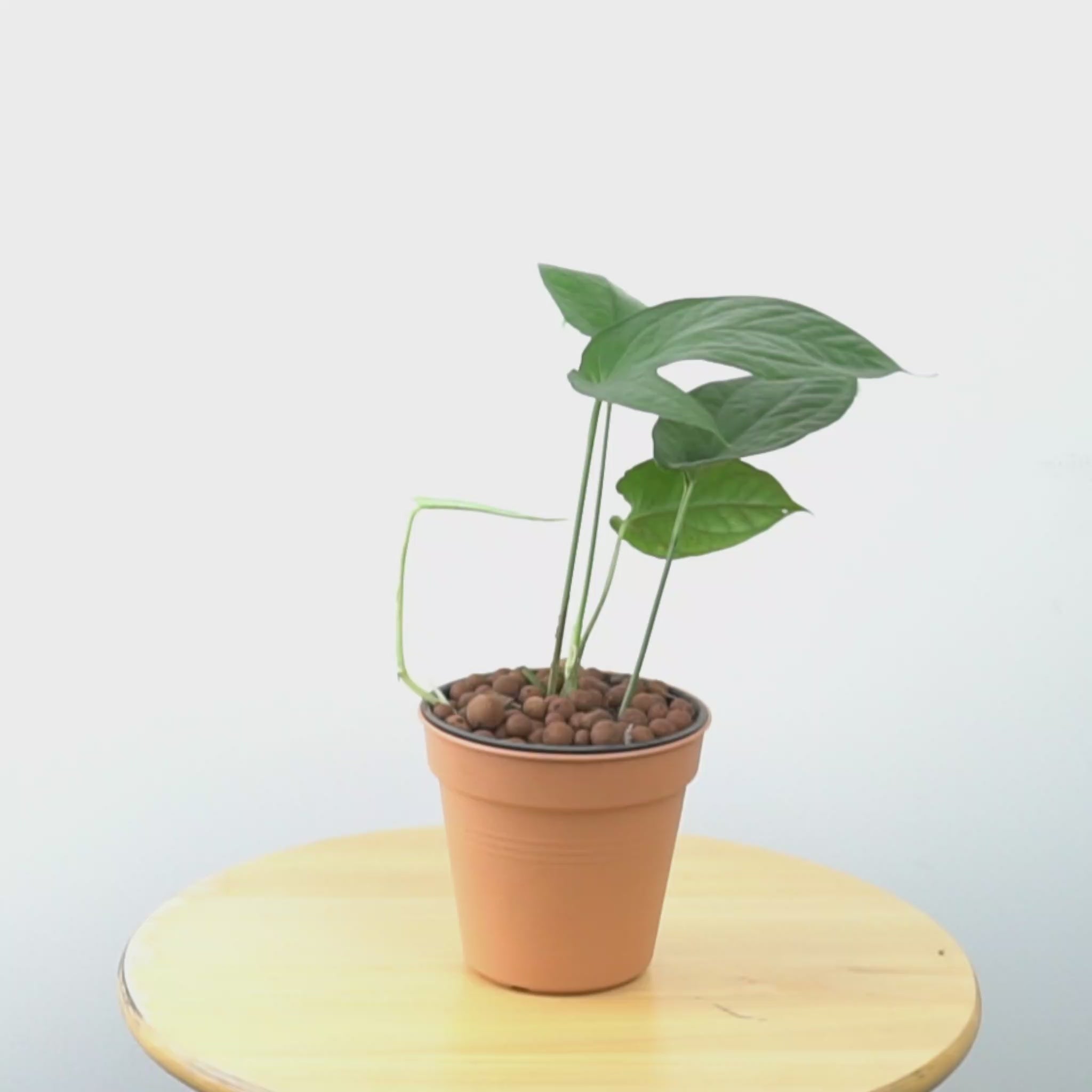 Amydrium Schoot - Greenspaces.id