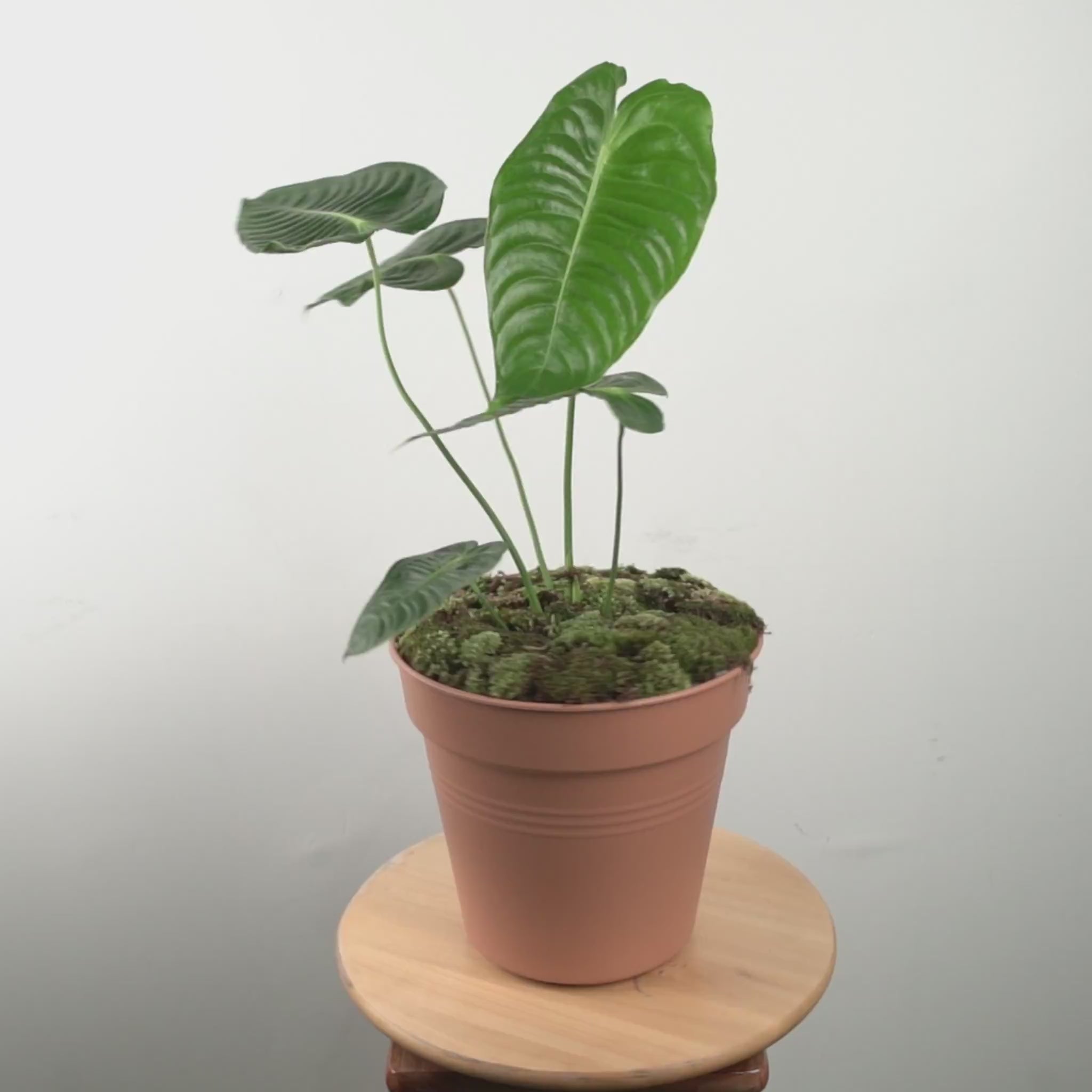 Anthurium King Veitchii Medium