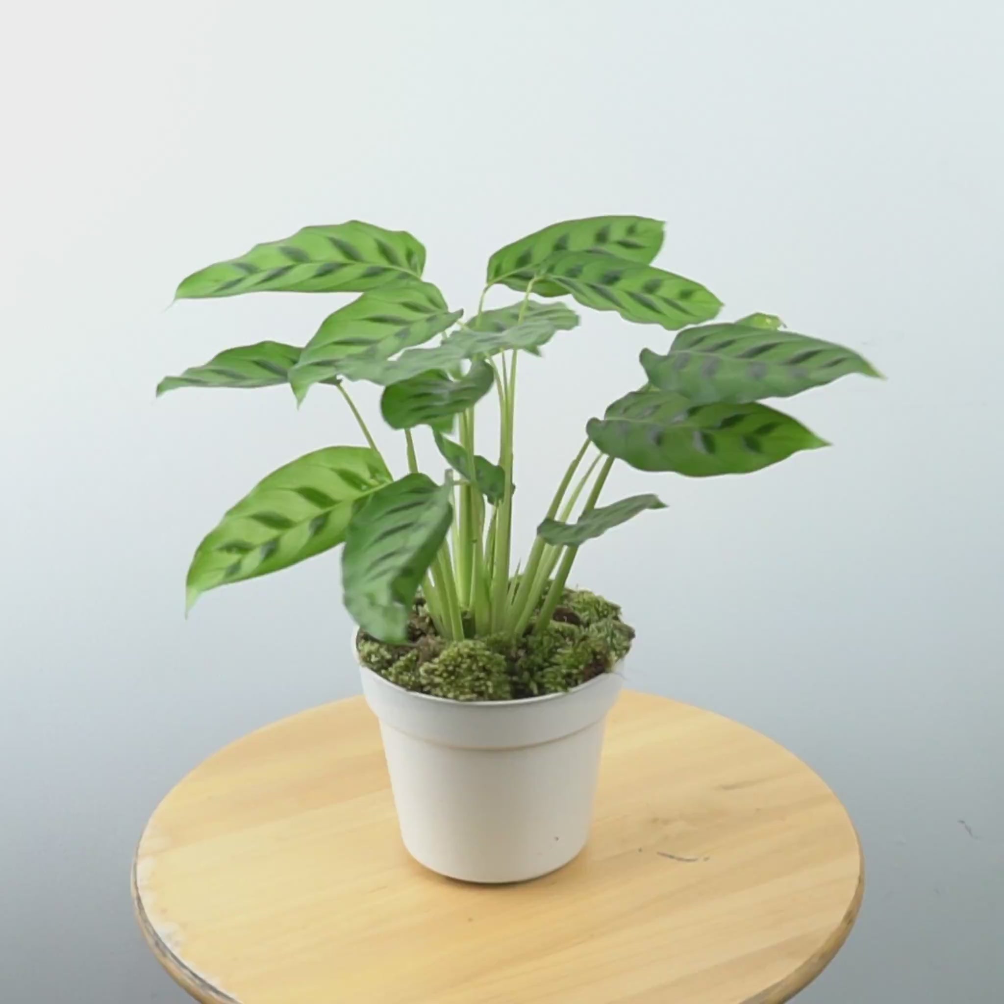 Calathea leopardina