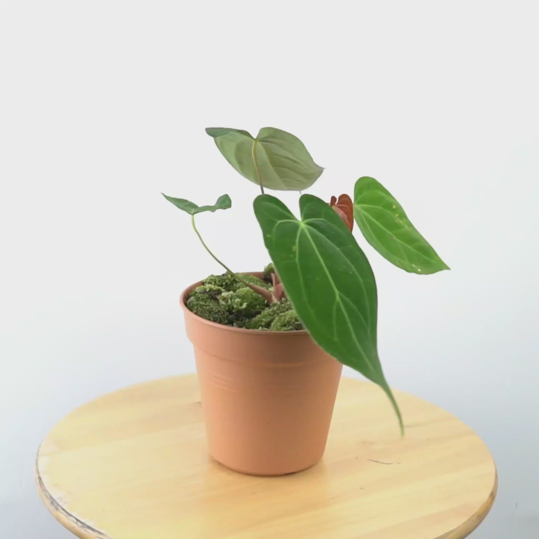 Anthurium Green Mamba - greenpaces.id