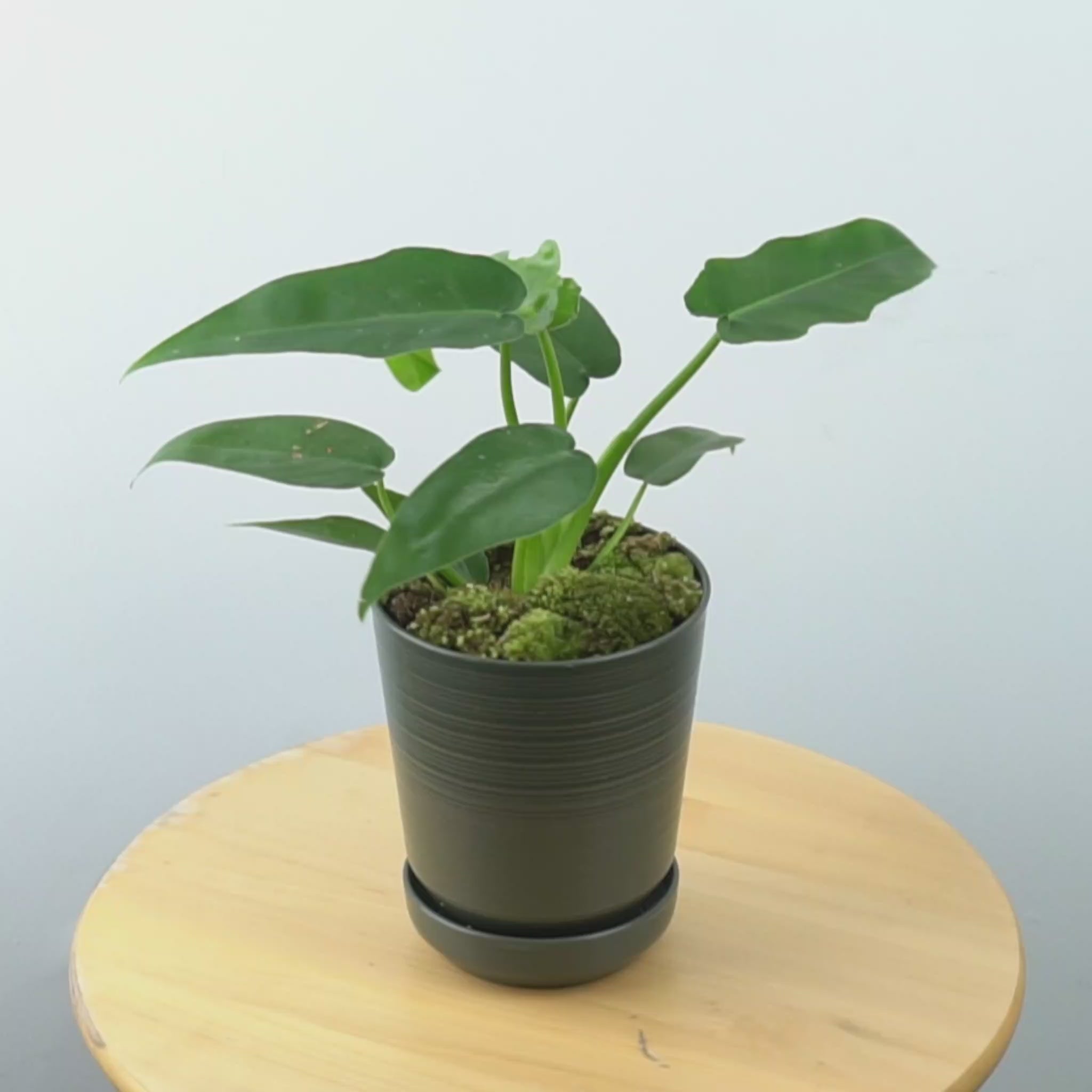 Philodendron Bob cee