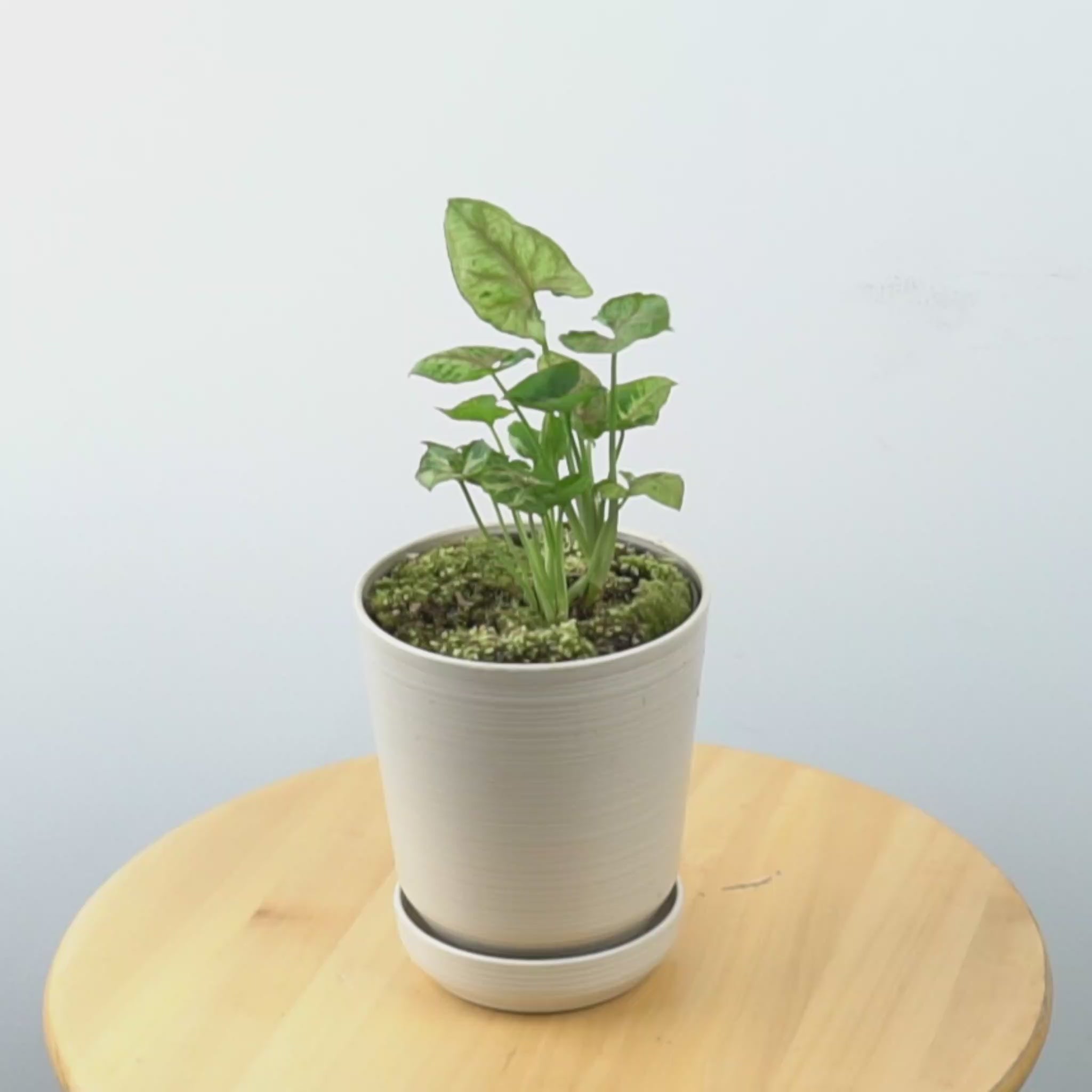 Syngonium Allusion Mini