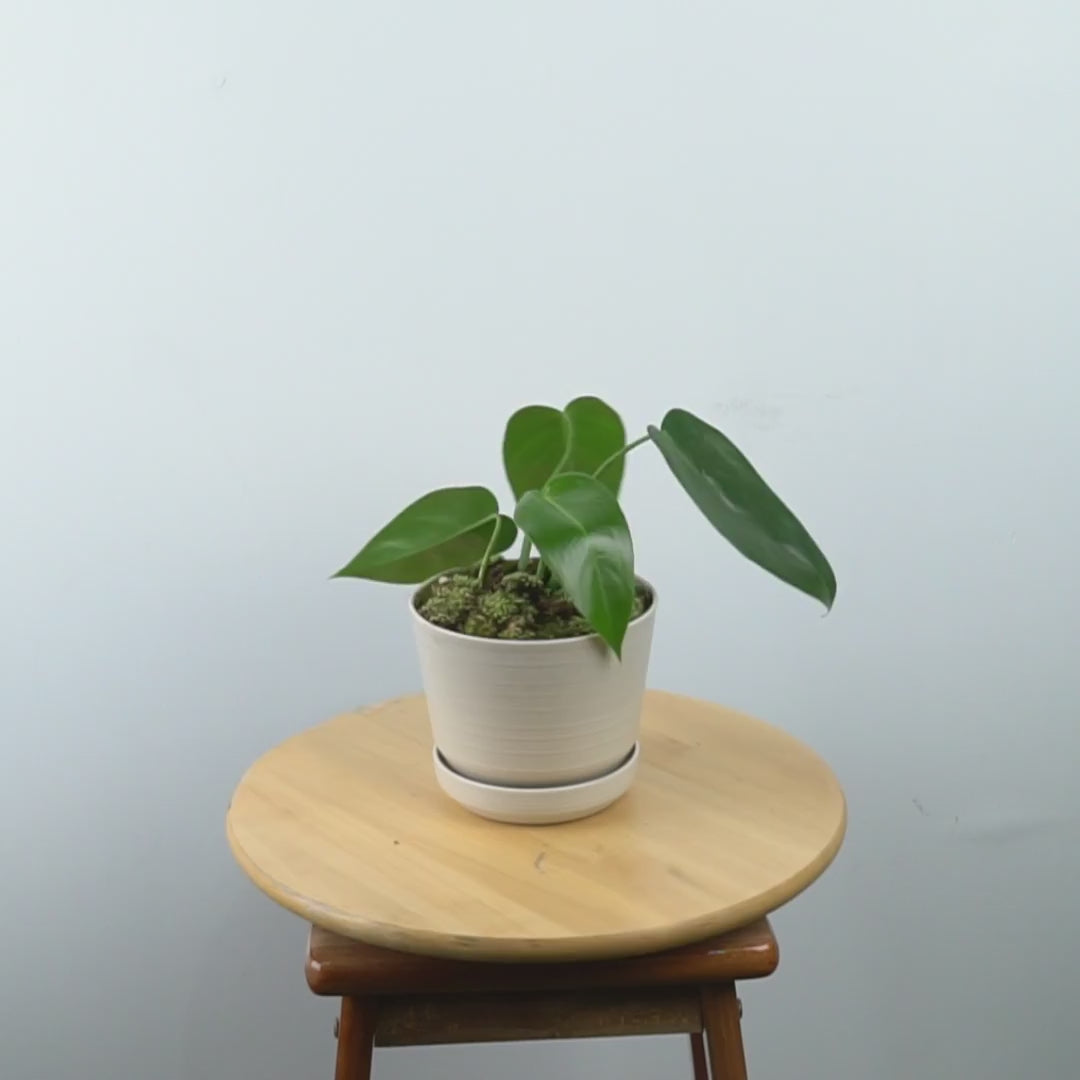 Philodendron Corcovadensis