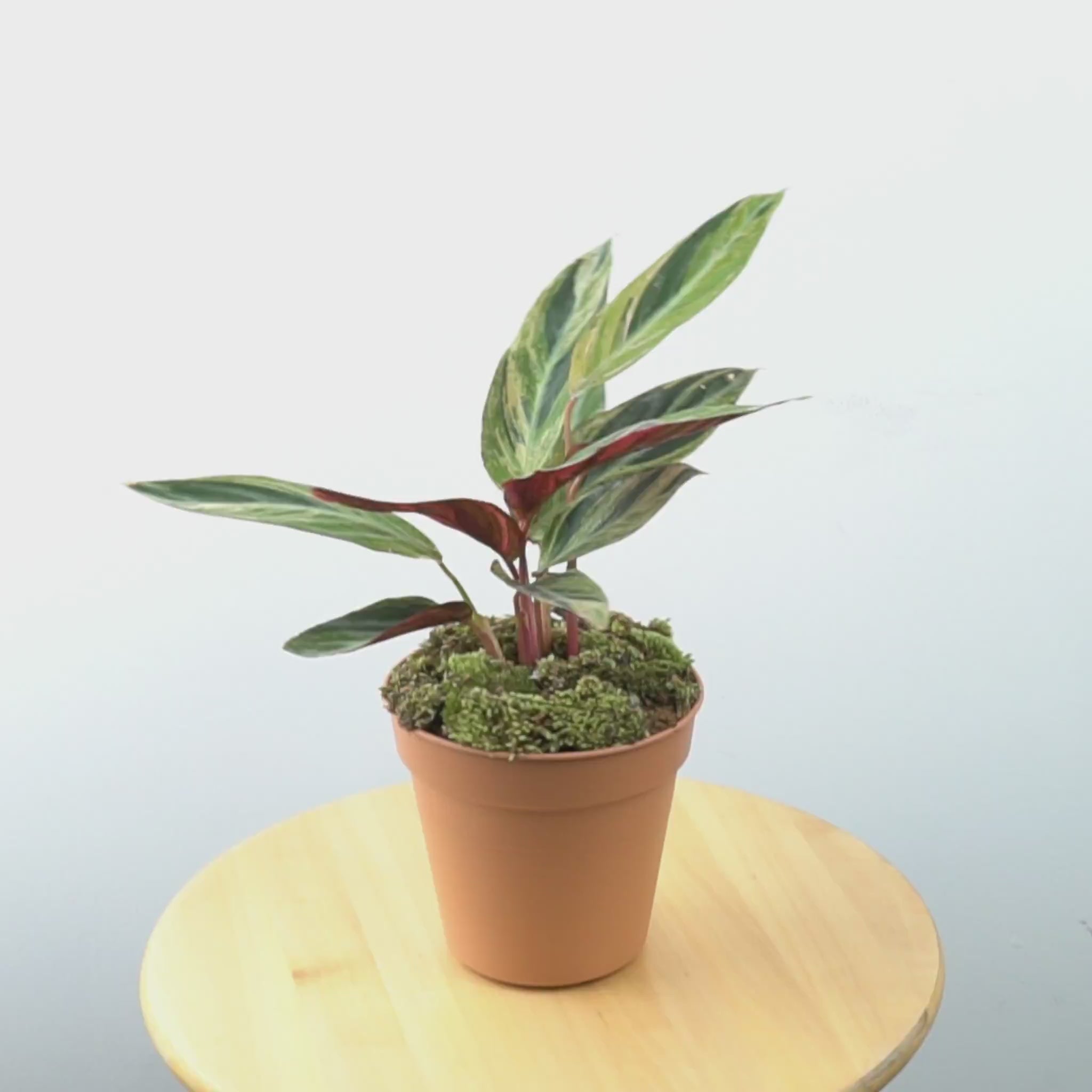 Calathea triostar variegated - Greenspaces.id