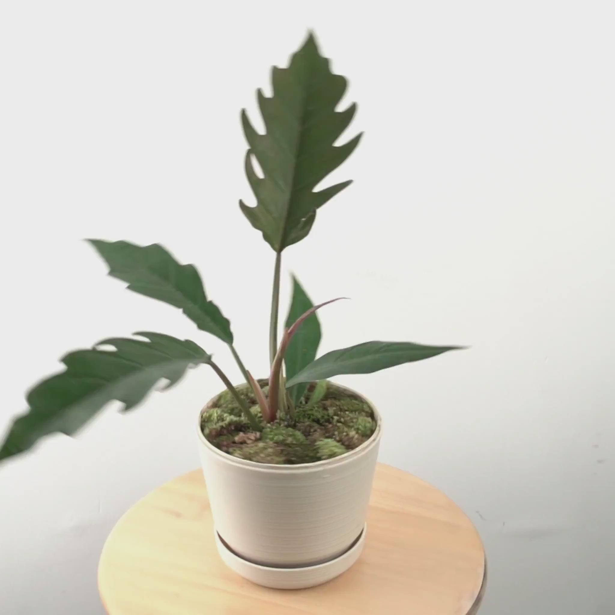 Philodendron Crocodile