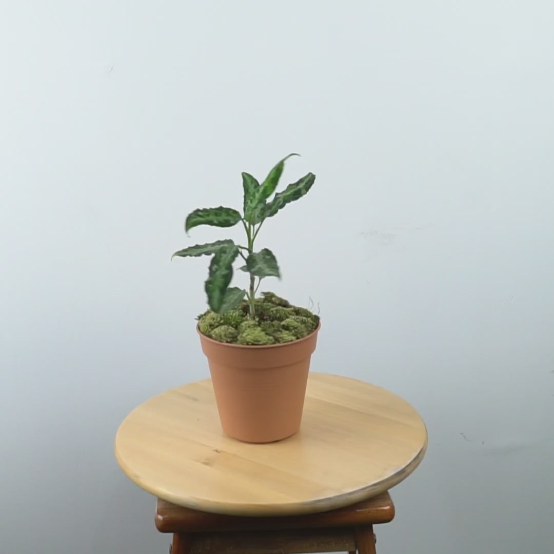 Aglaonema pictum tricolor_Video
